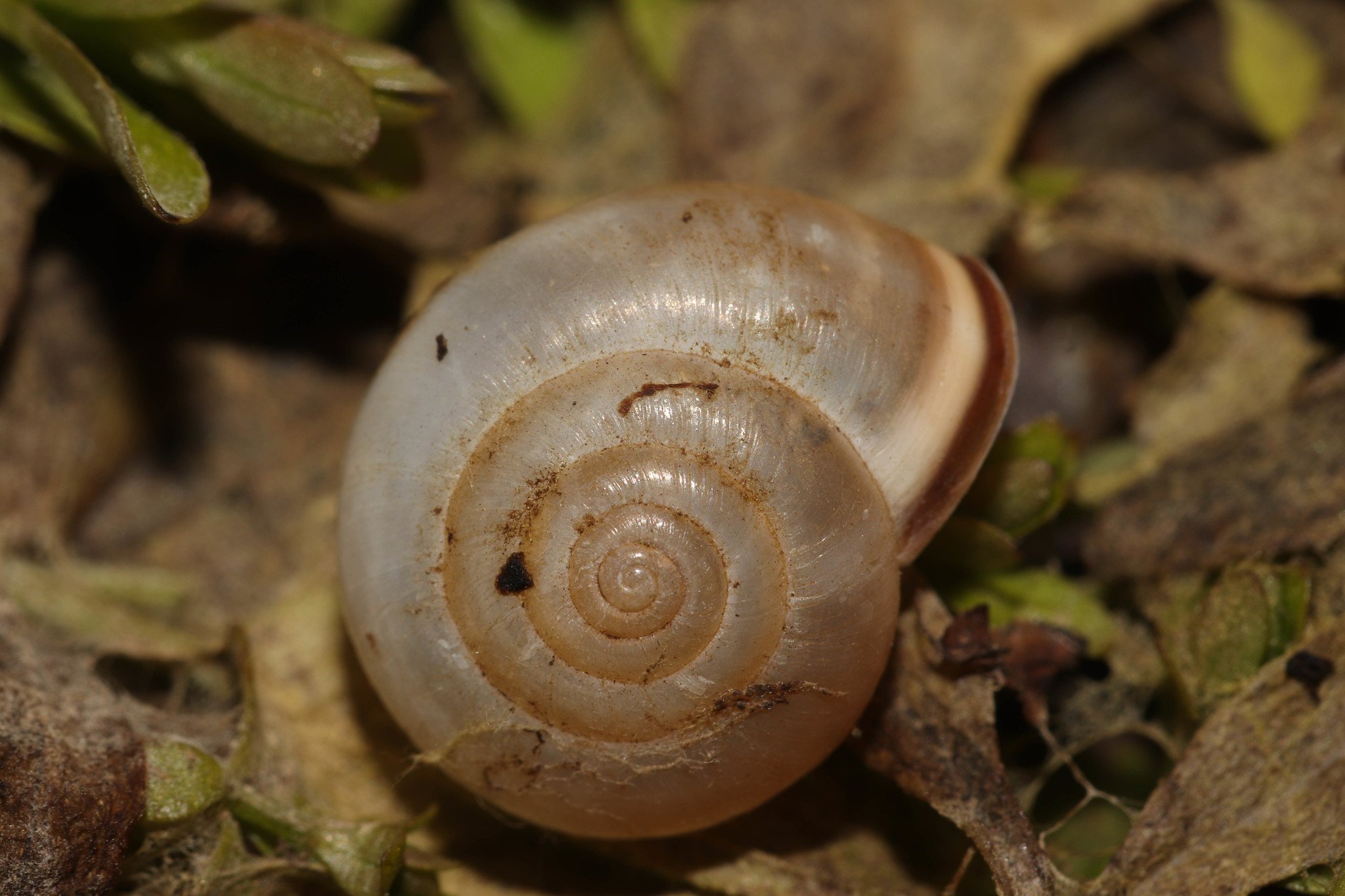 Monacha cartusiana