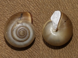 Monacha cartusiana