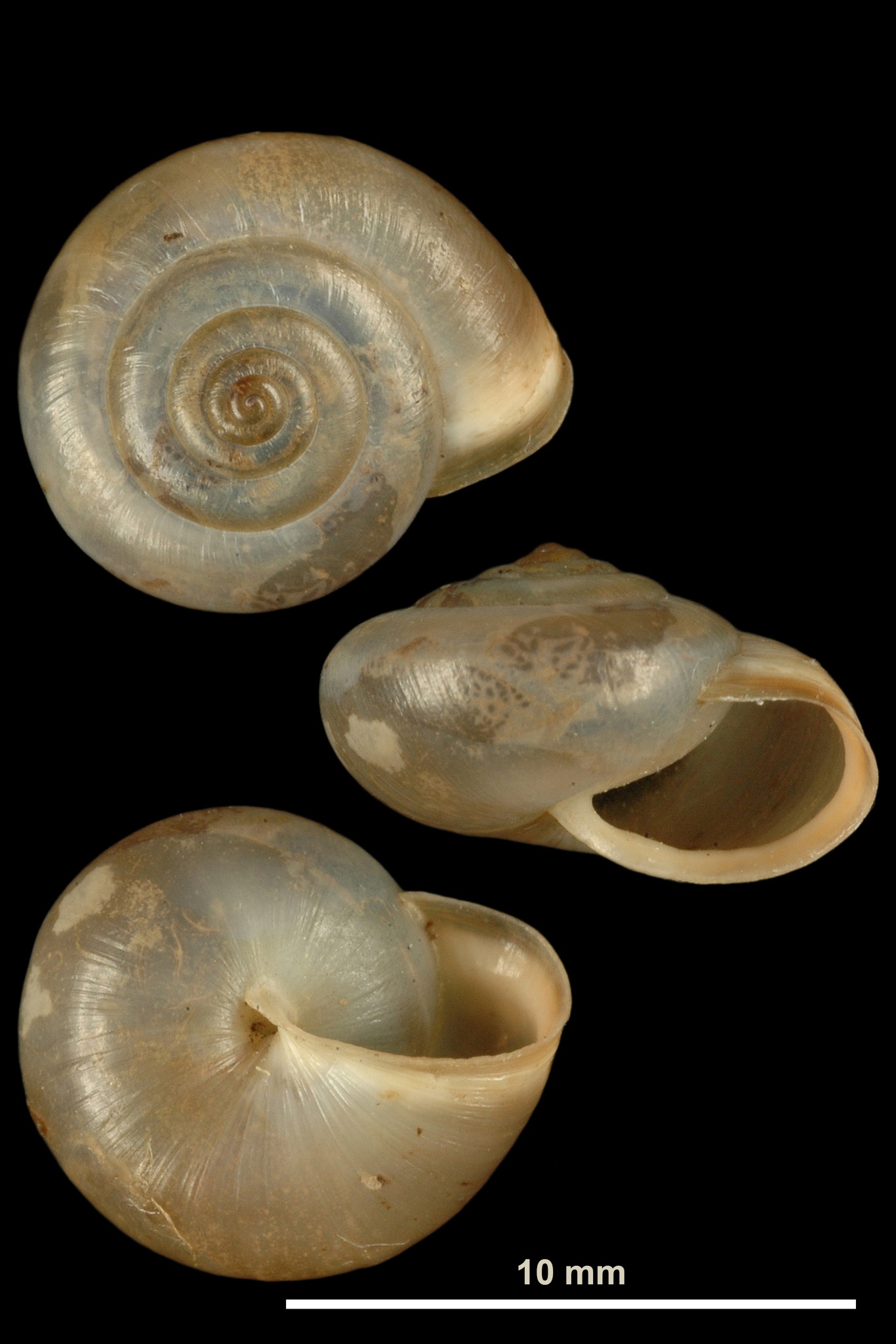 Monacha cartusiana