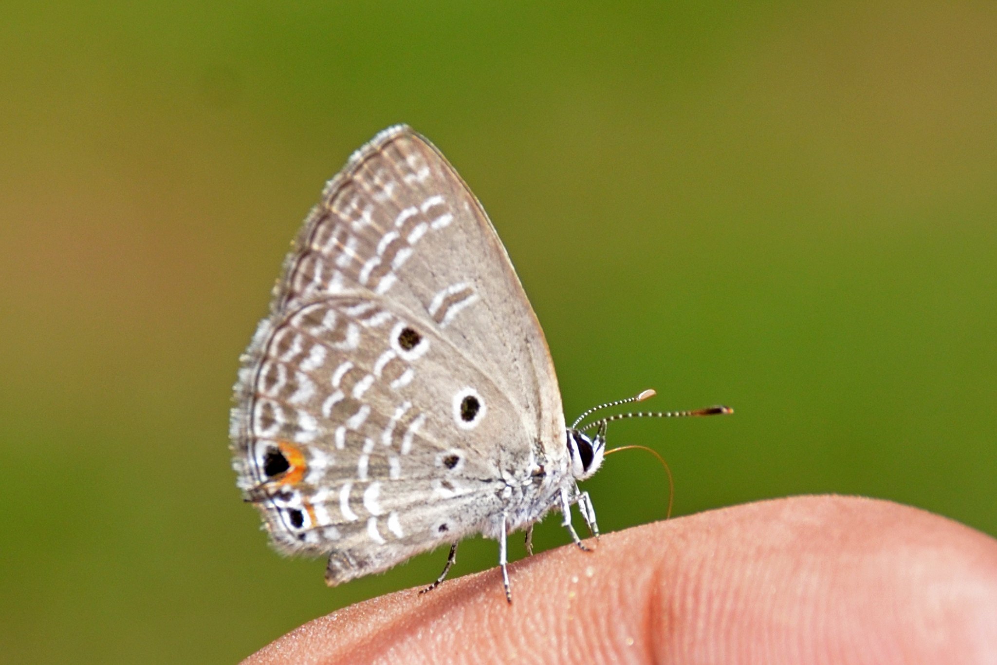 Luthrodes pandava