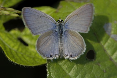 Luthrodes pandava