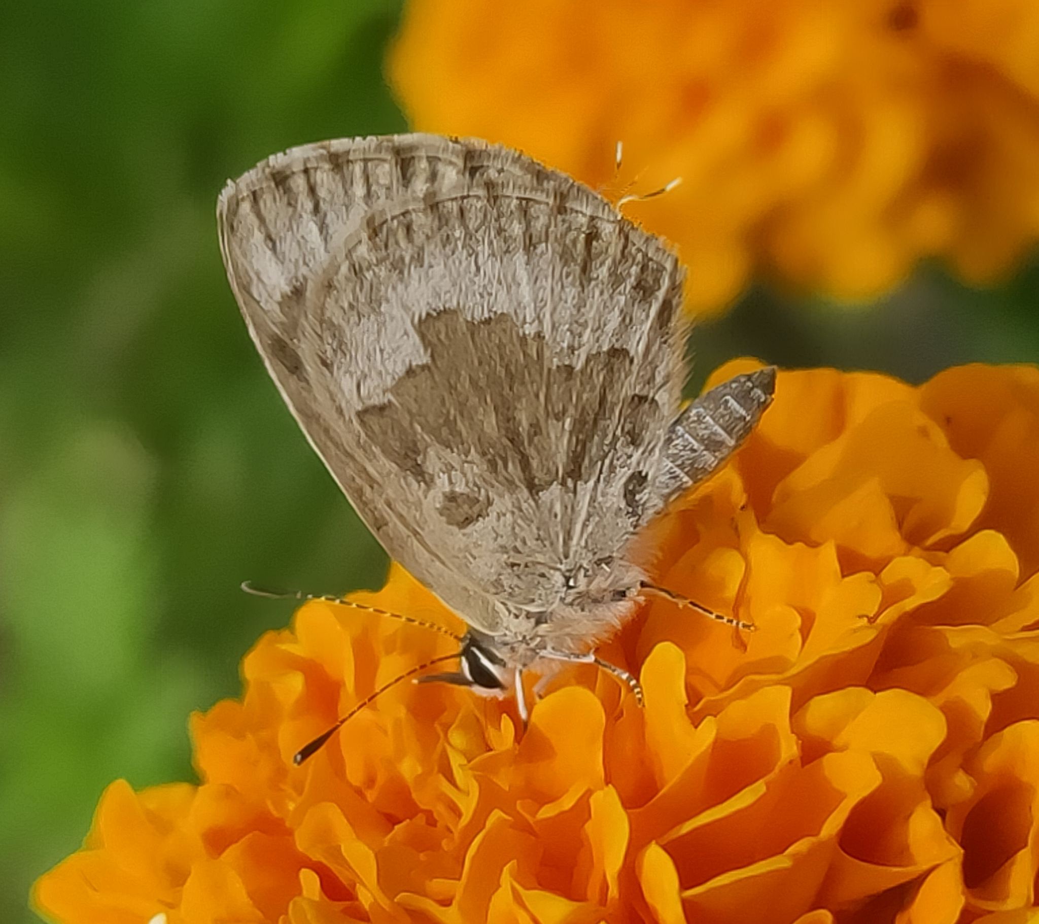 Luthrodes pandava