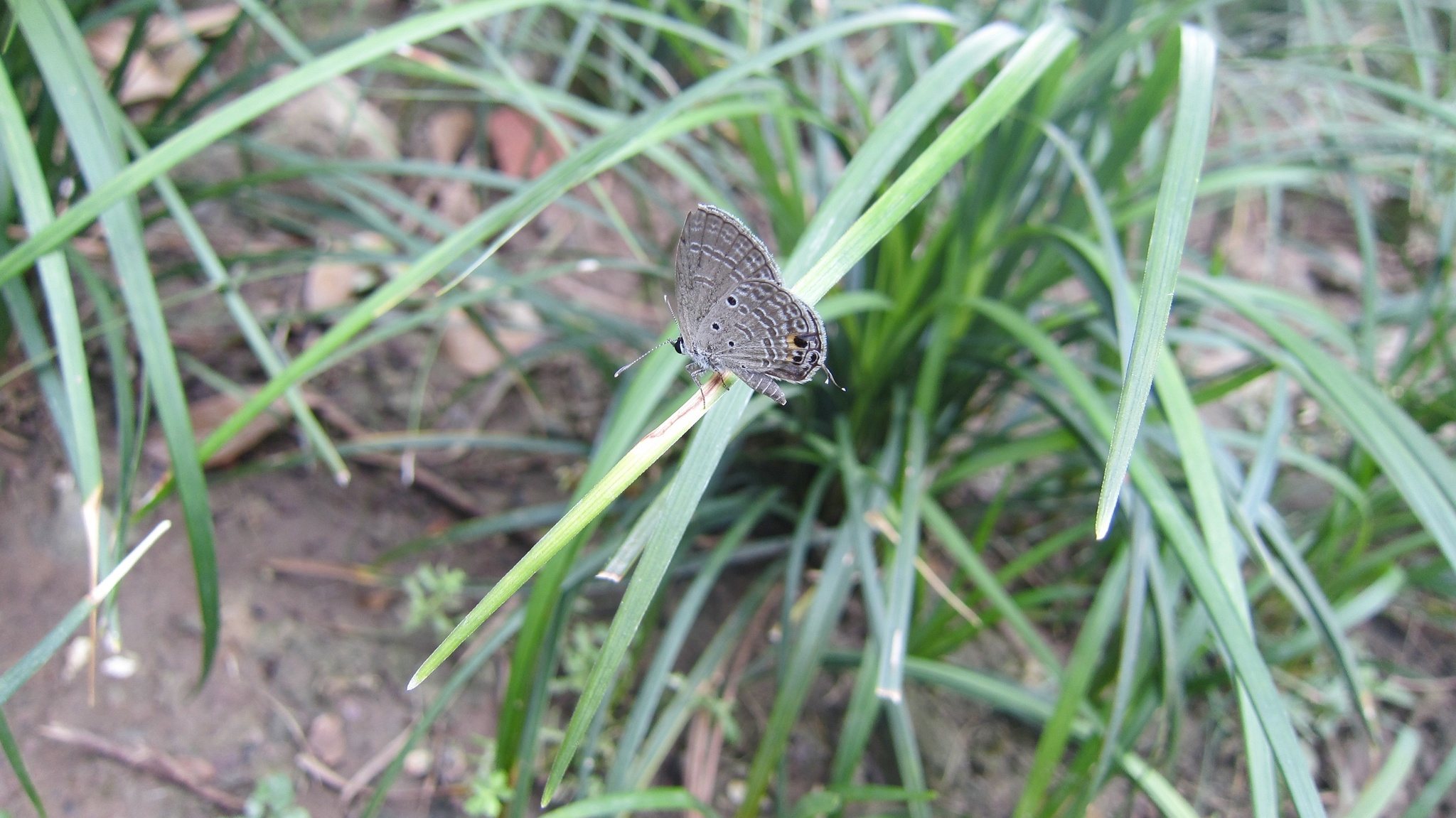 Luthrodes pandava