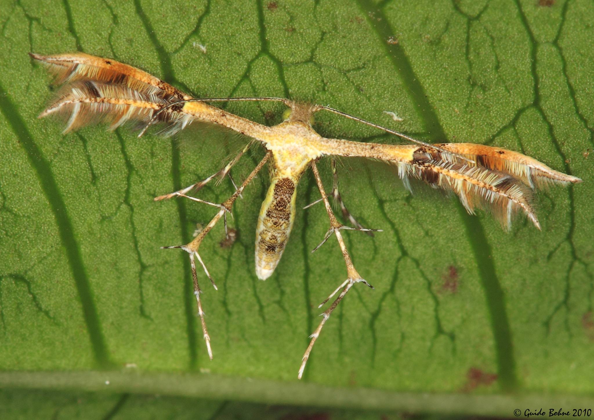 Diacrotricha fasciola