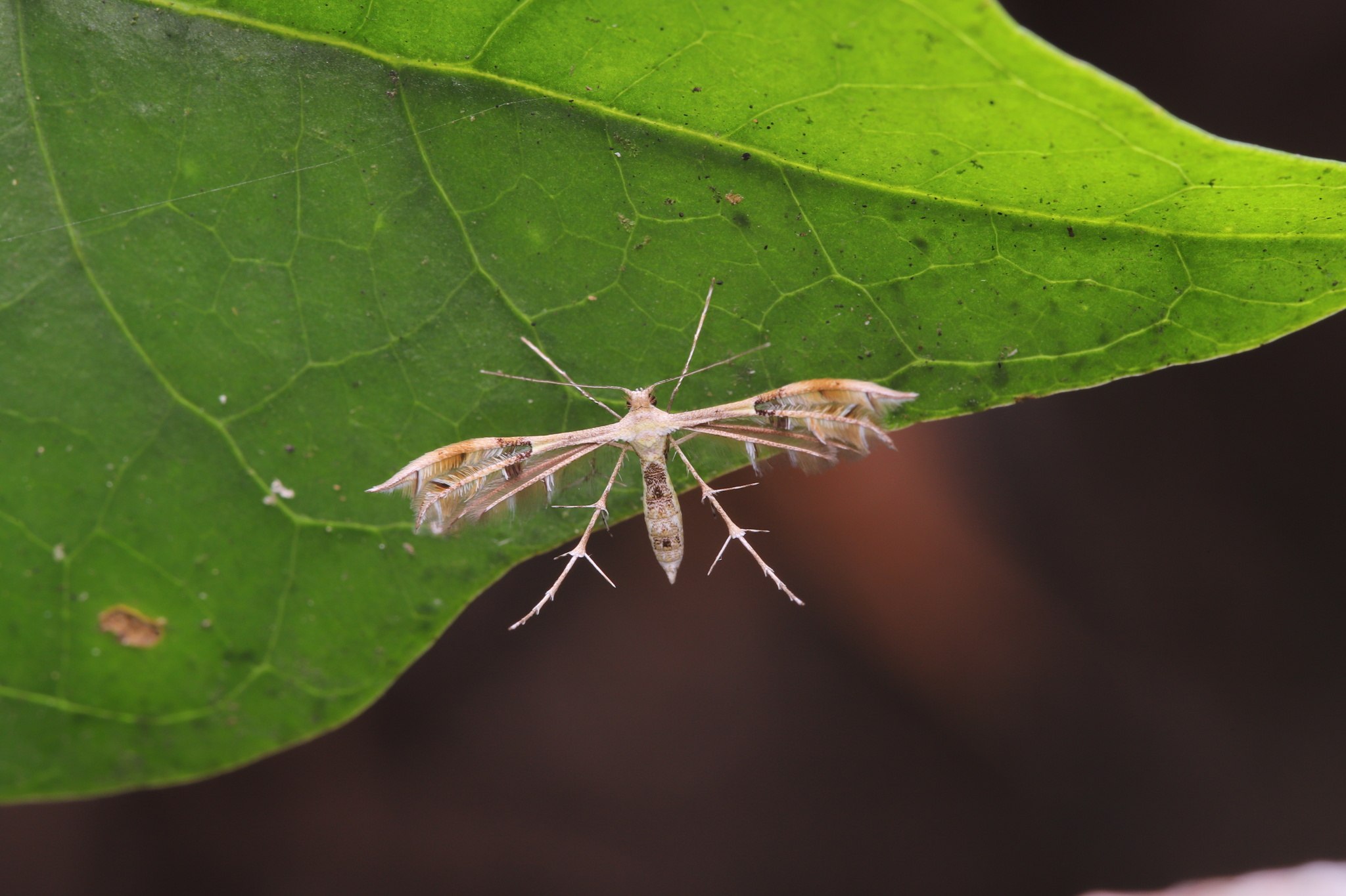 Diacrotricha fasciola