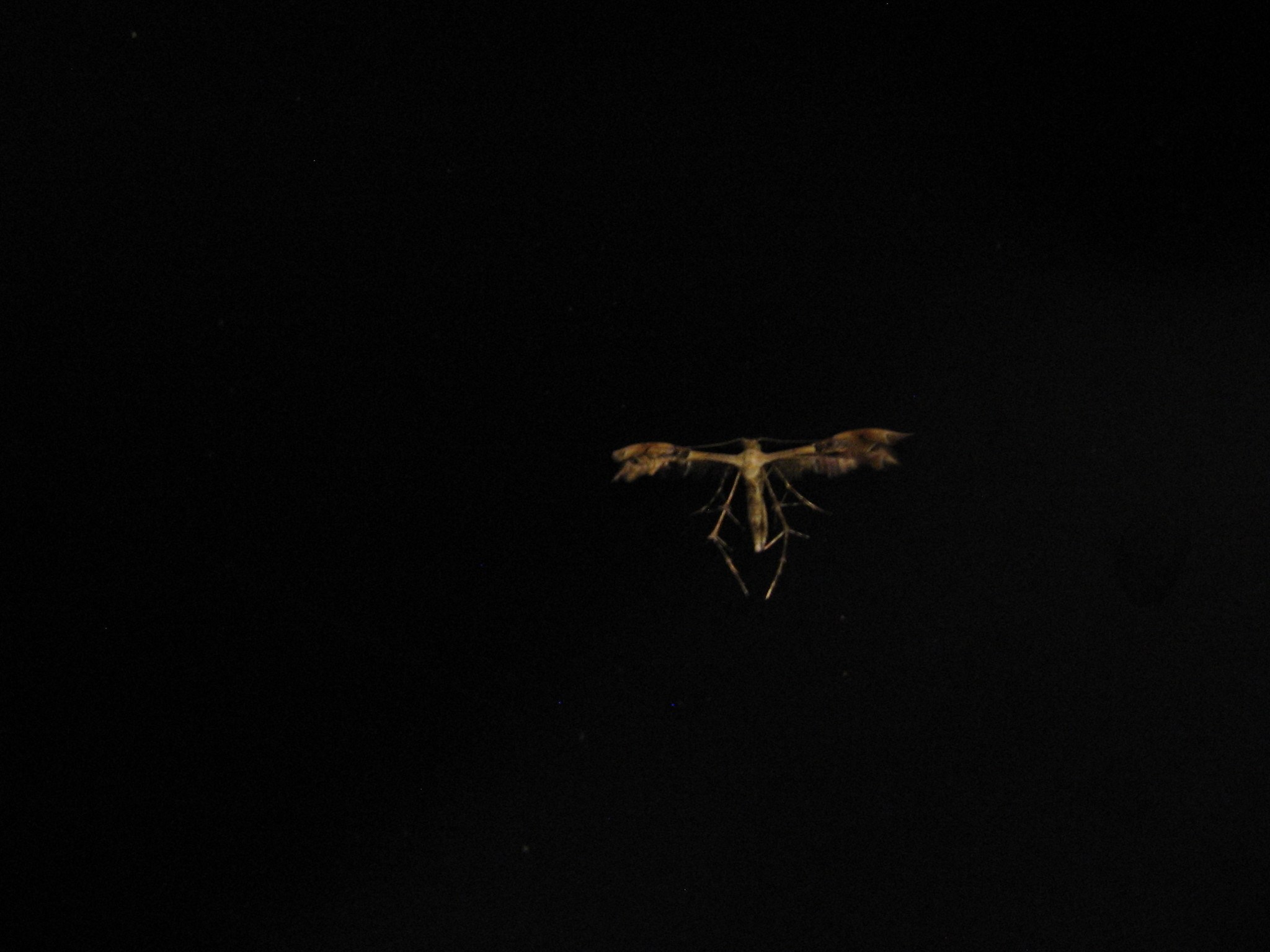 Diacrotricha fasciola