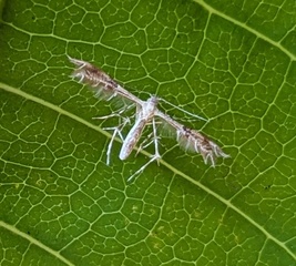 Diacrotricha fasciola