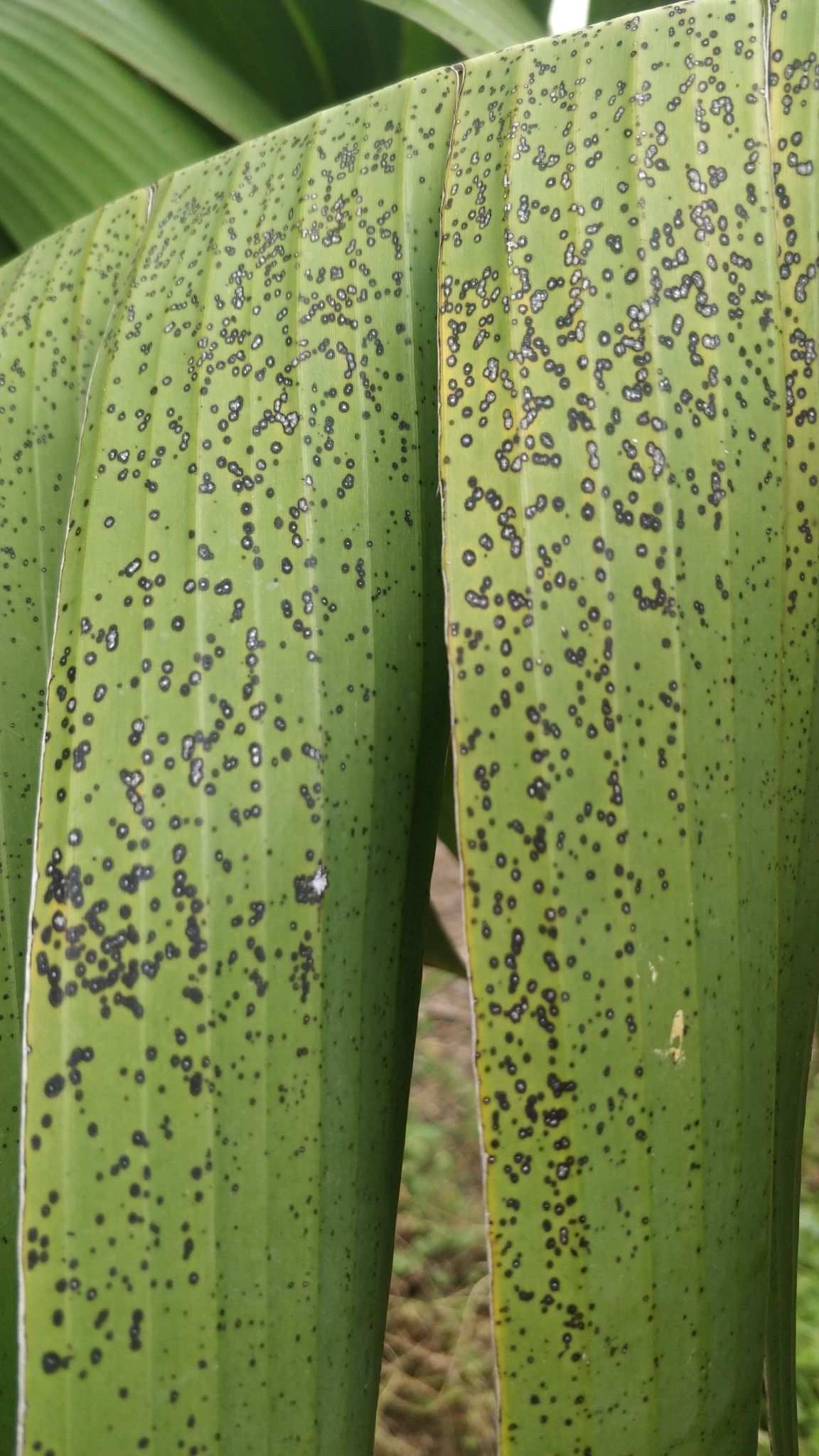 Phyllosticta musarum