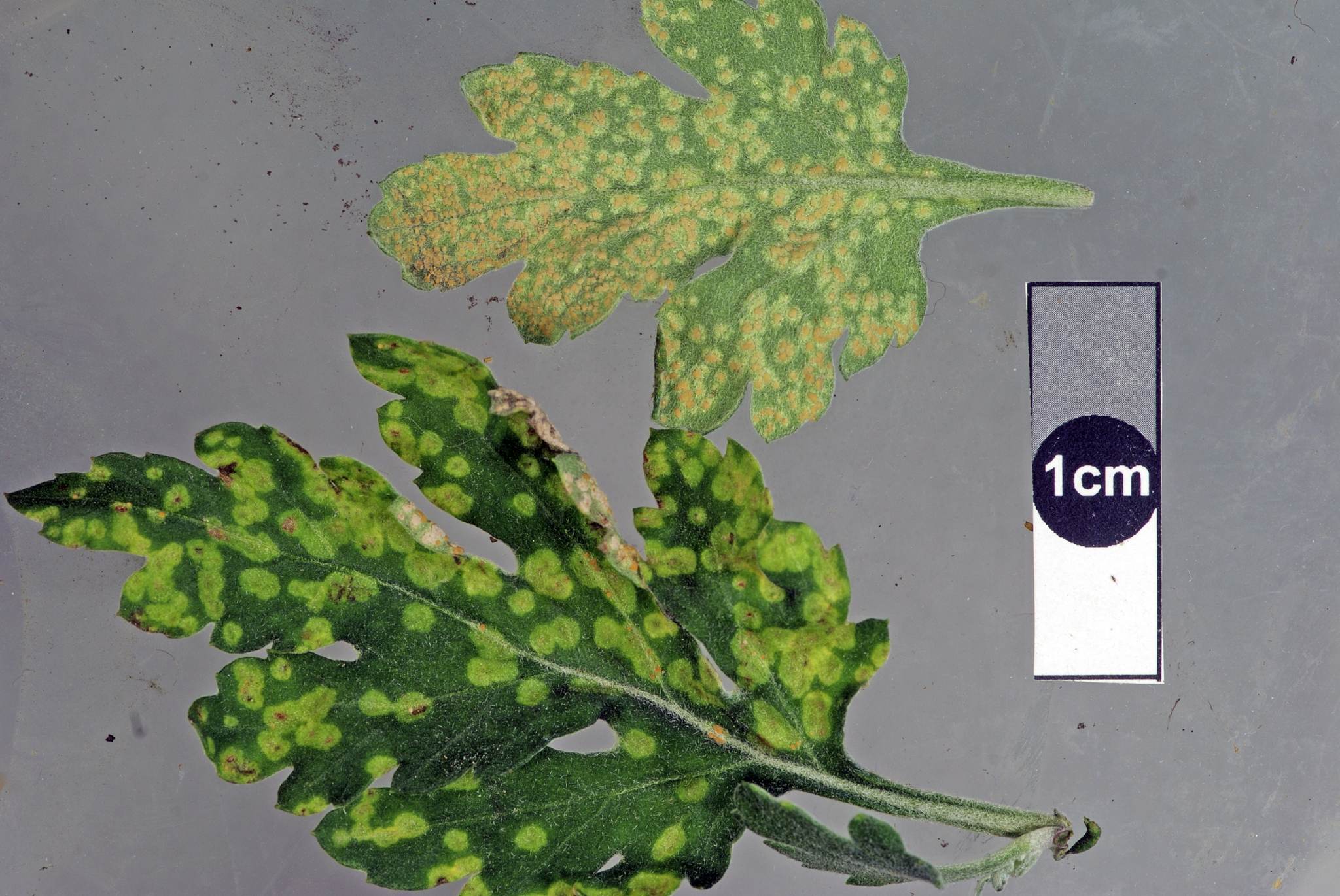 Puccinia horiana