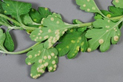 Puccinia horiana