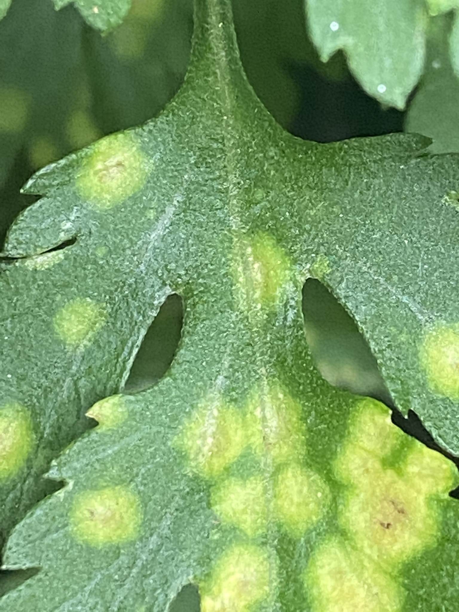 Puccinia horiana