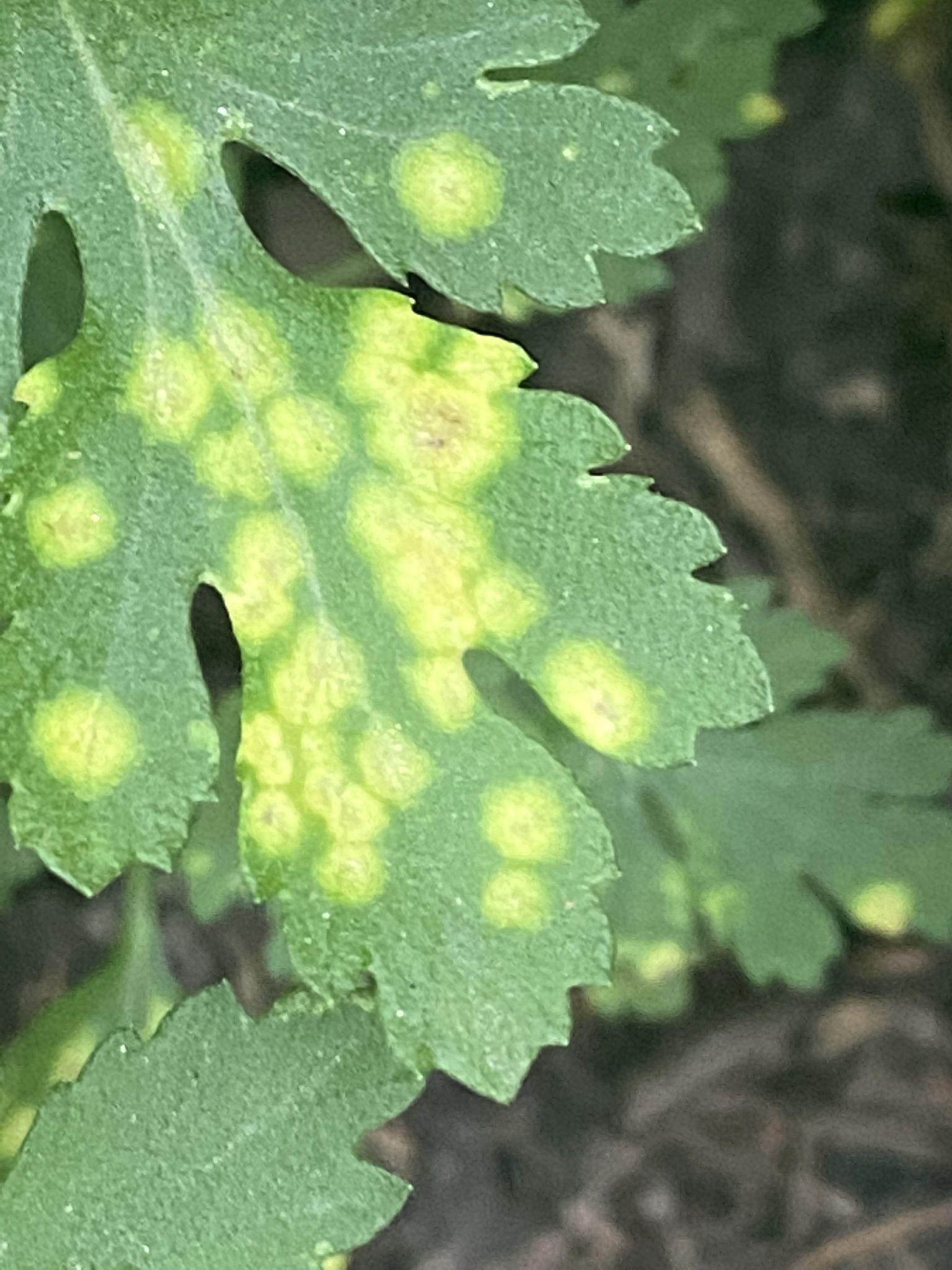 Puccinia horiana