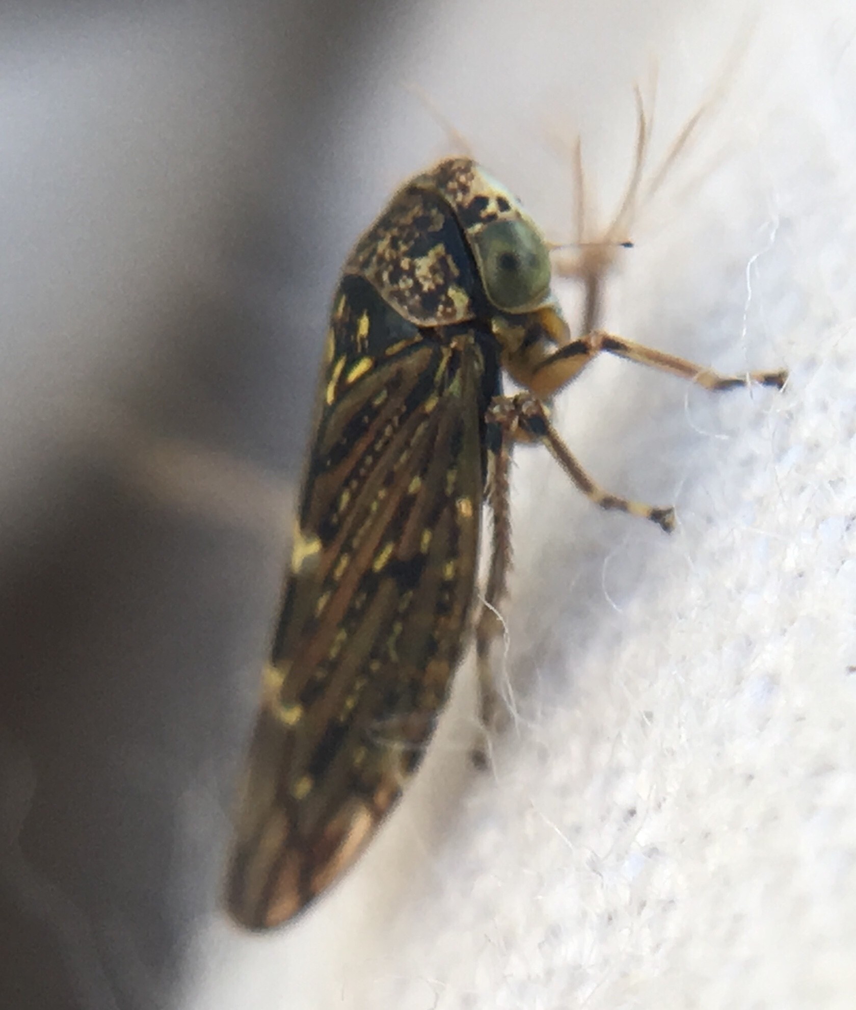 Idiocerus