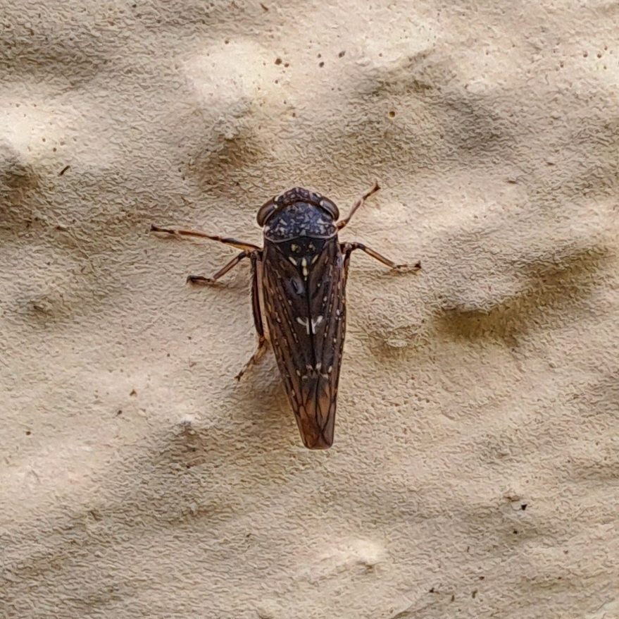 Idiocerus