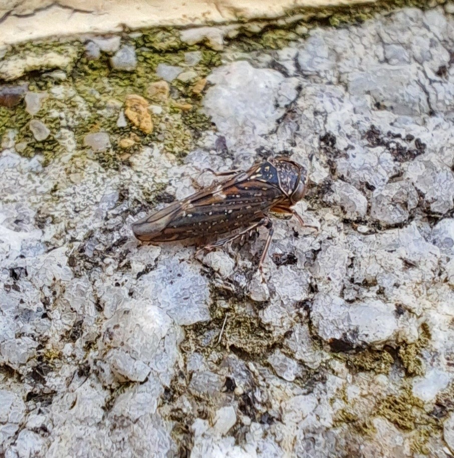 Idiocerus