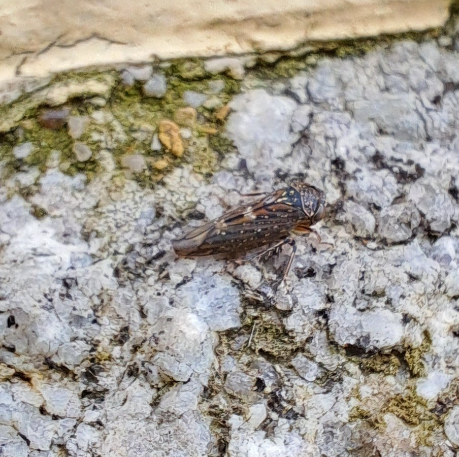 Idiocerus