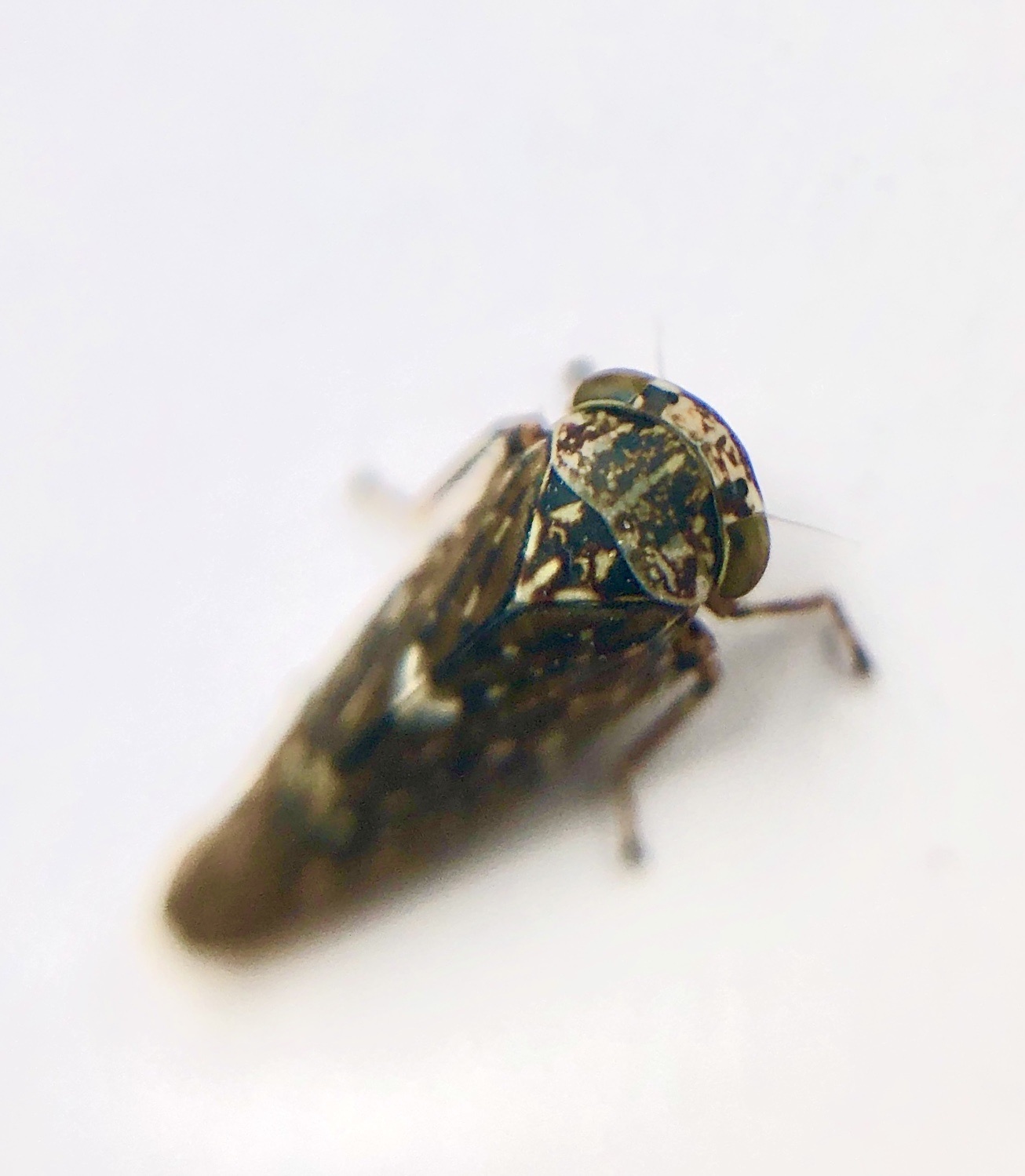 Idiocerus
