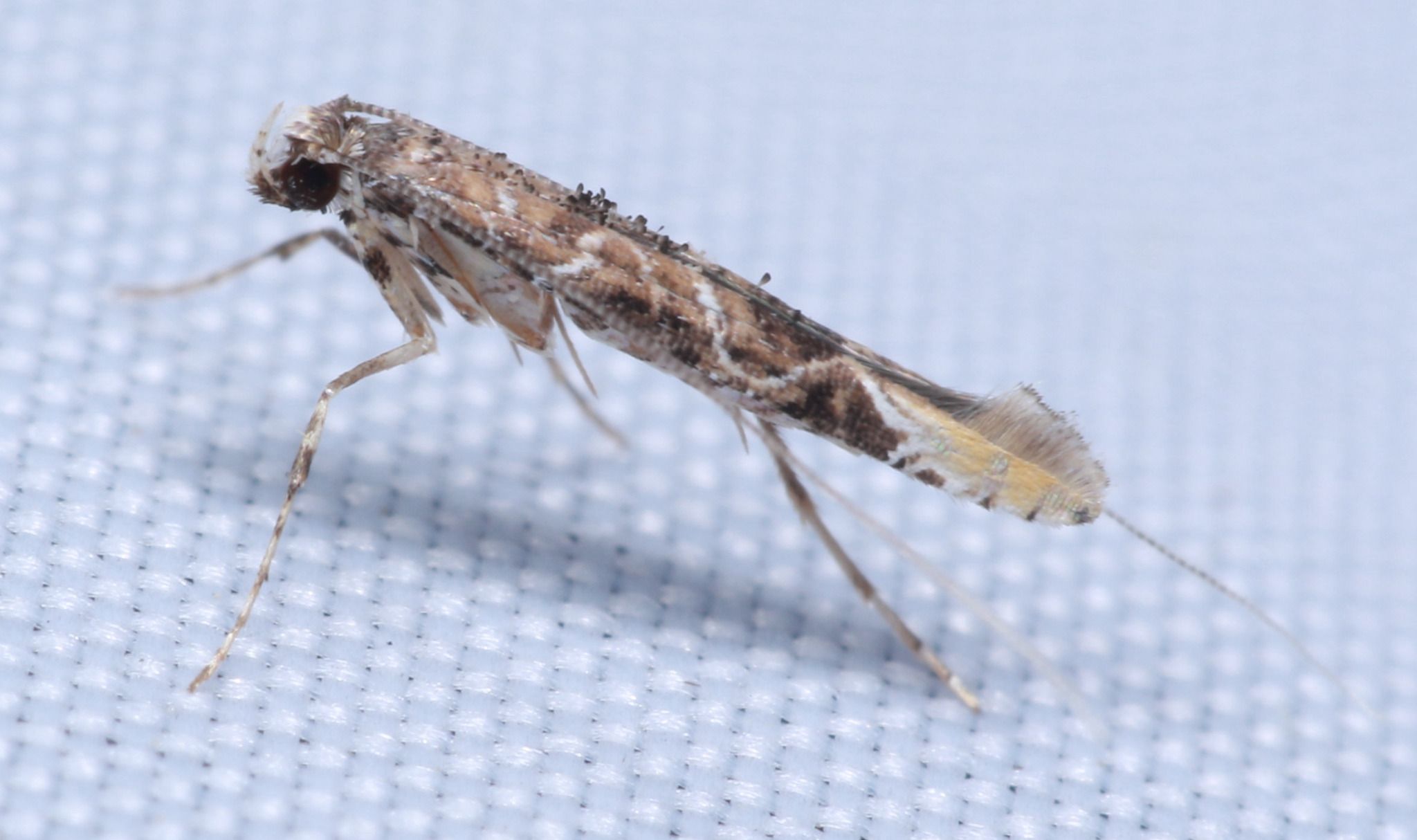 Conopomorpha sinensis
