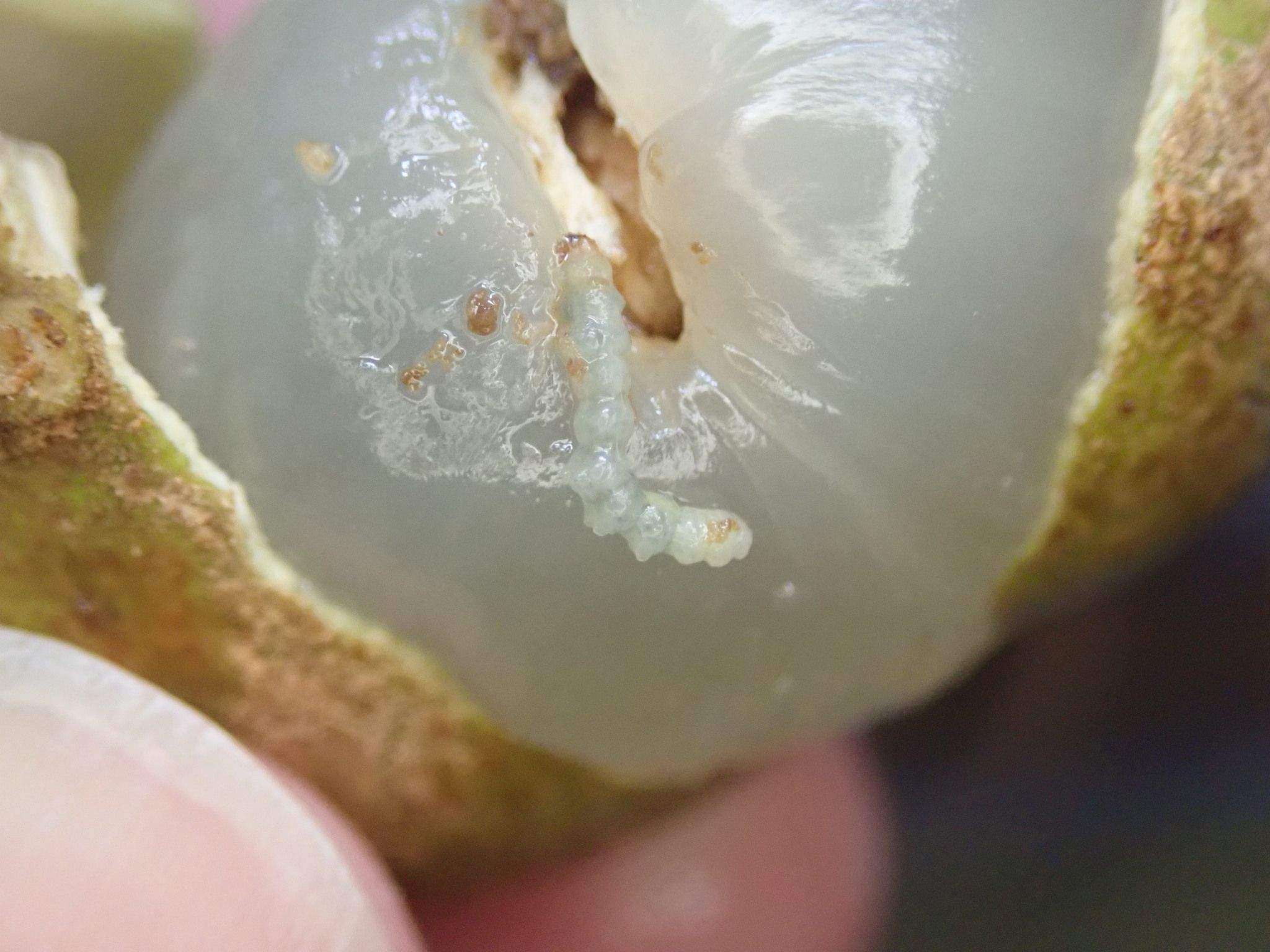 Conopomorpha sinensis