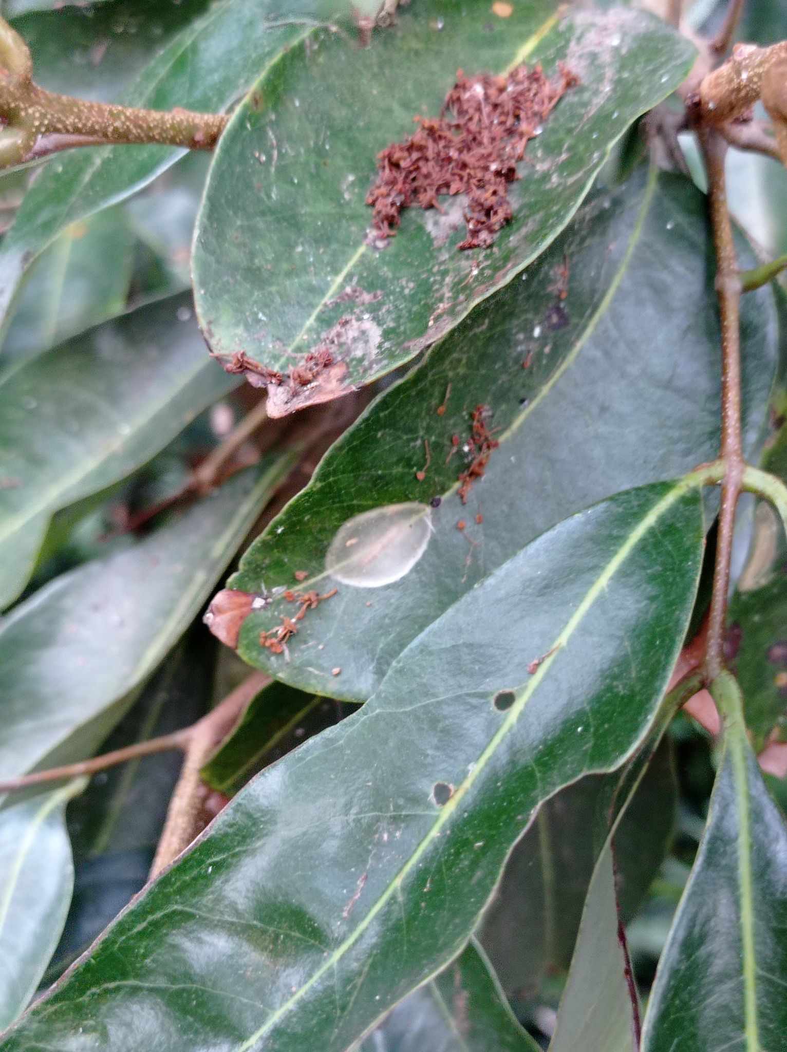 Conopomorpha sinensis