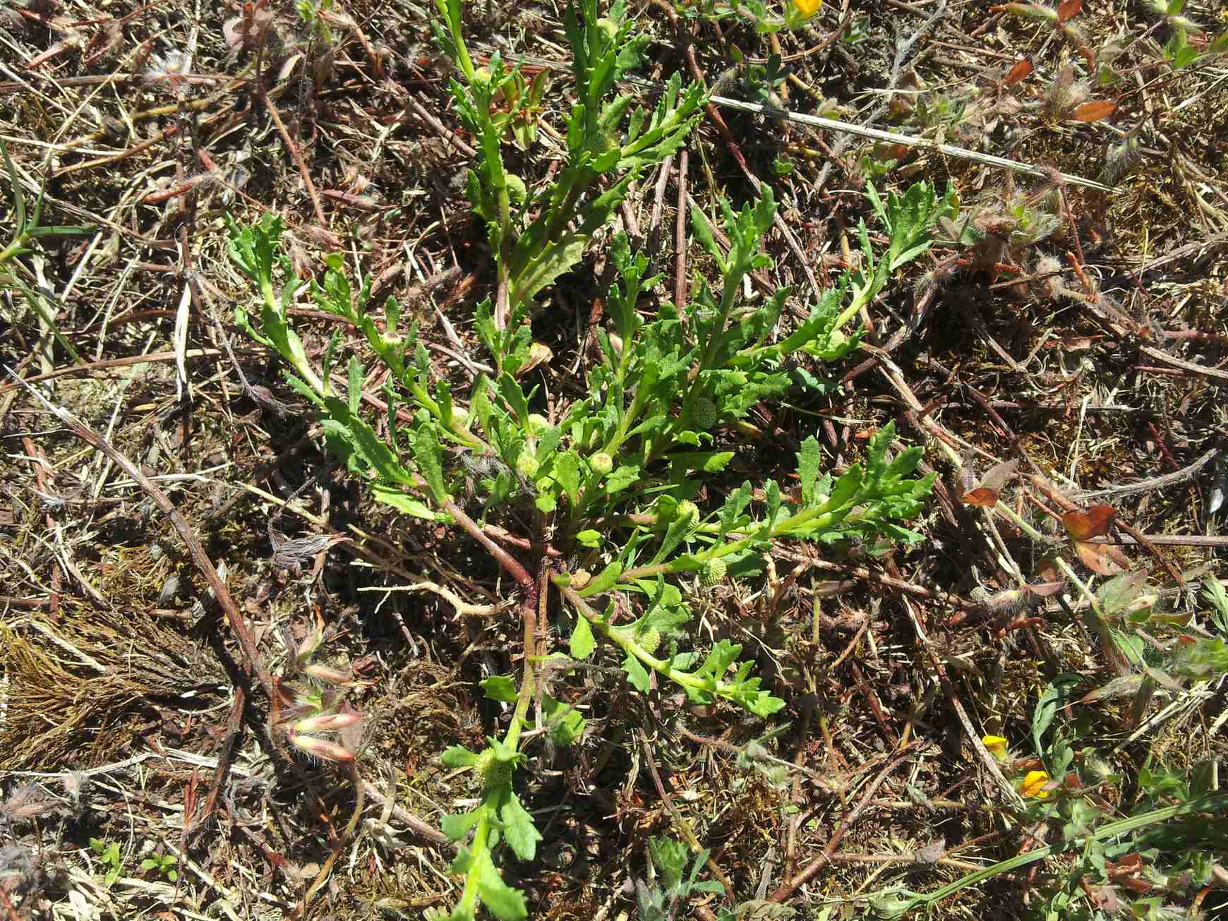 Centipeda cunninghamii