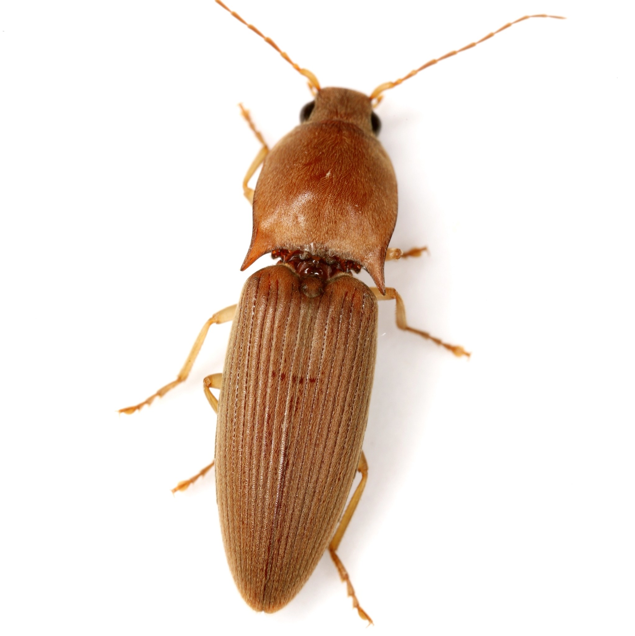Conoderus