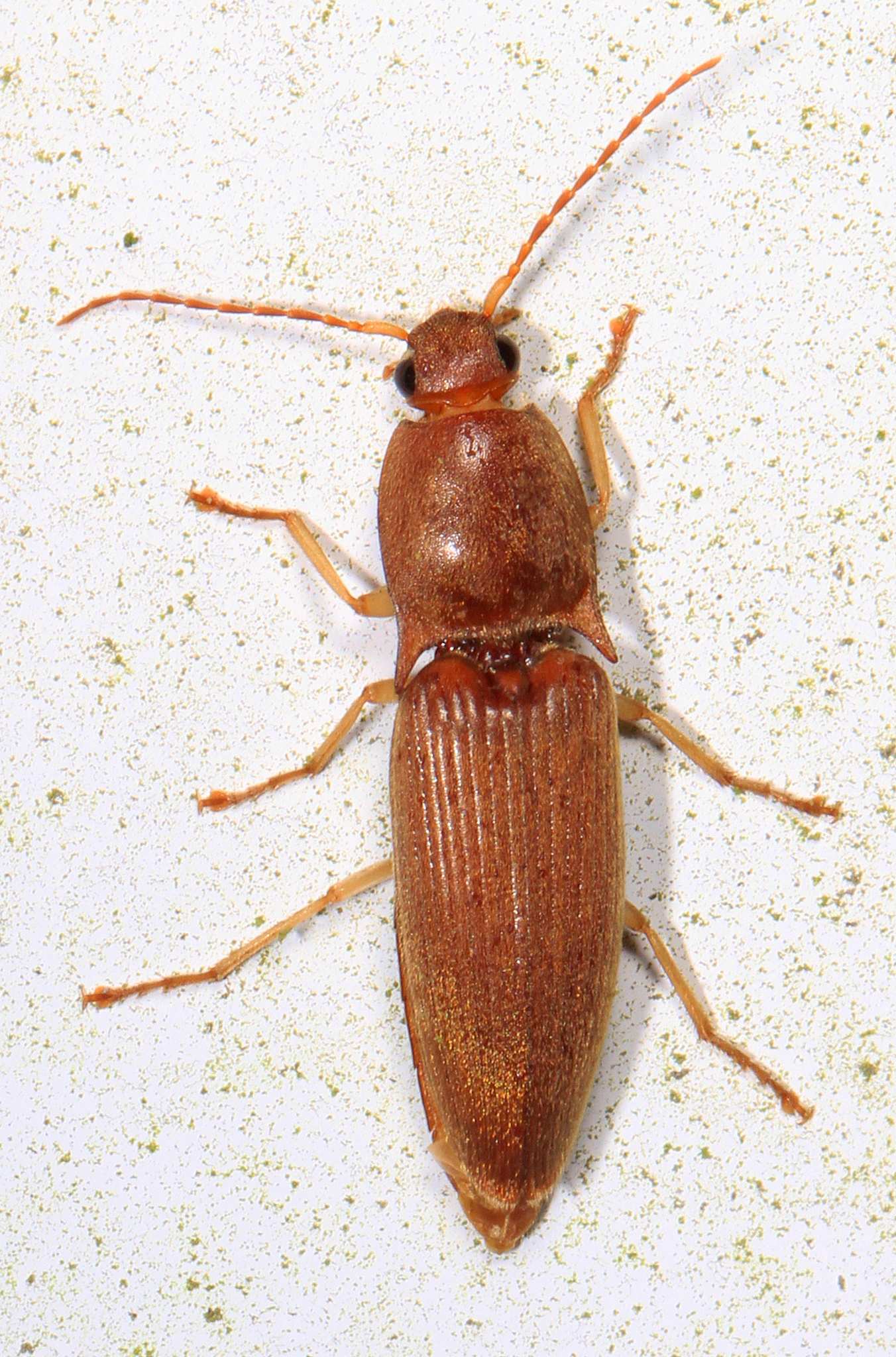 Conoderus