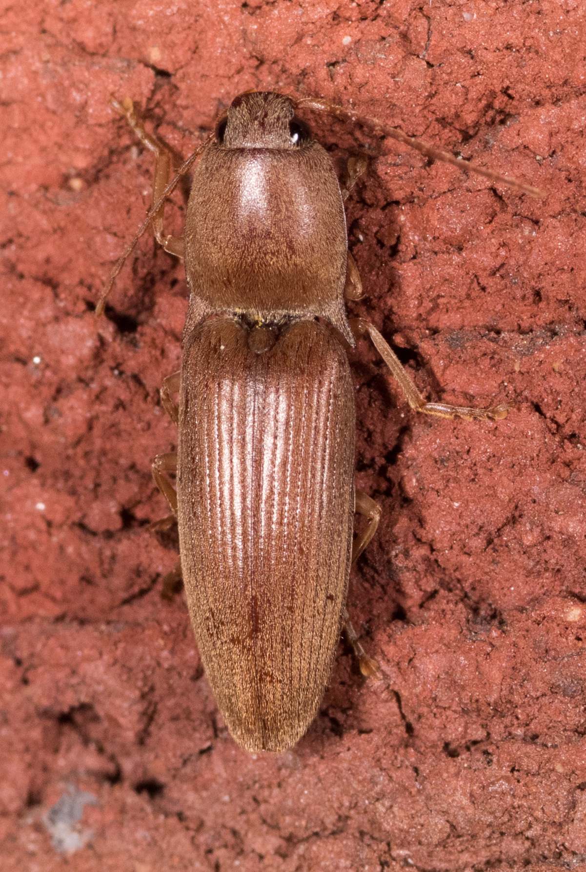 Conoderus