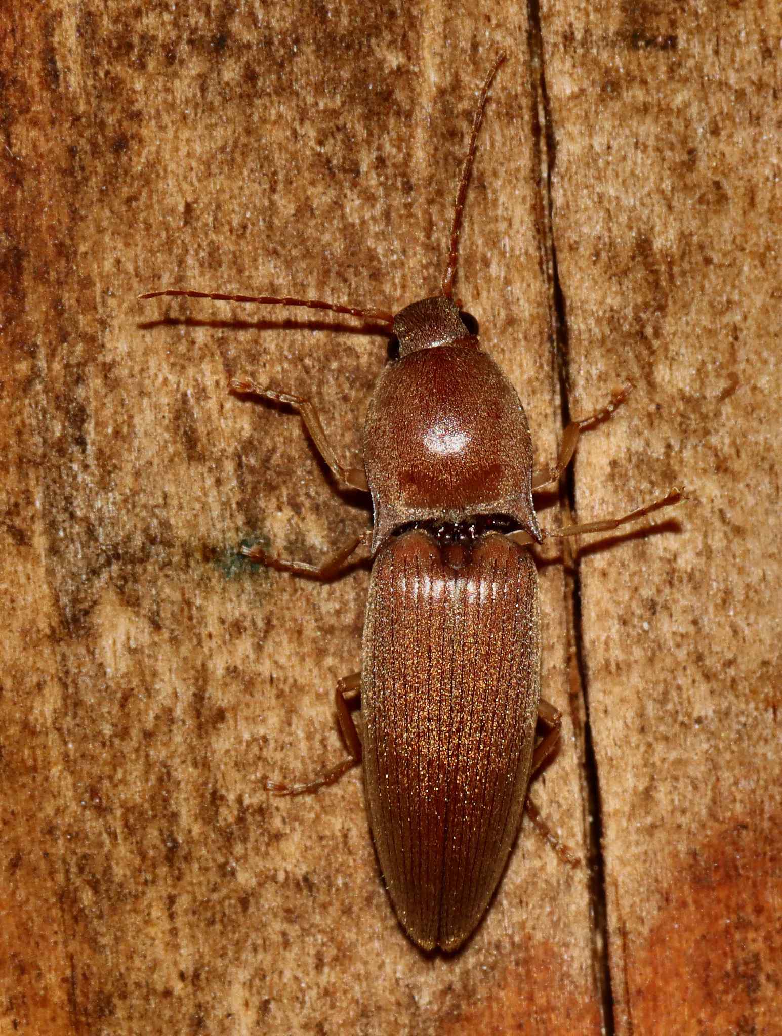Conoderus