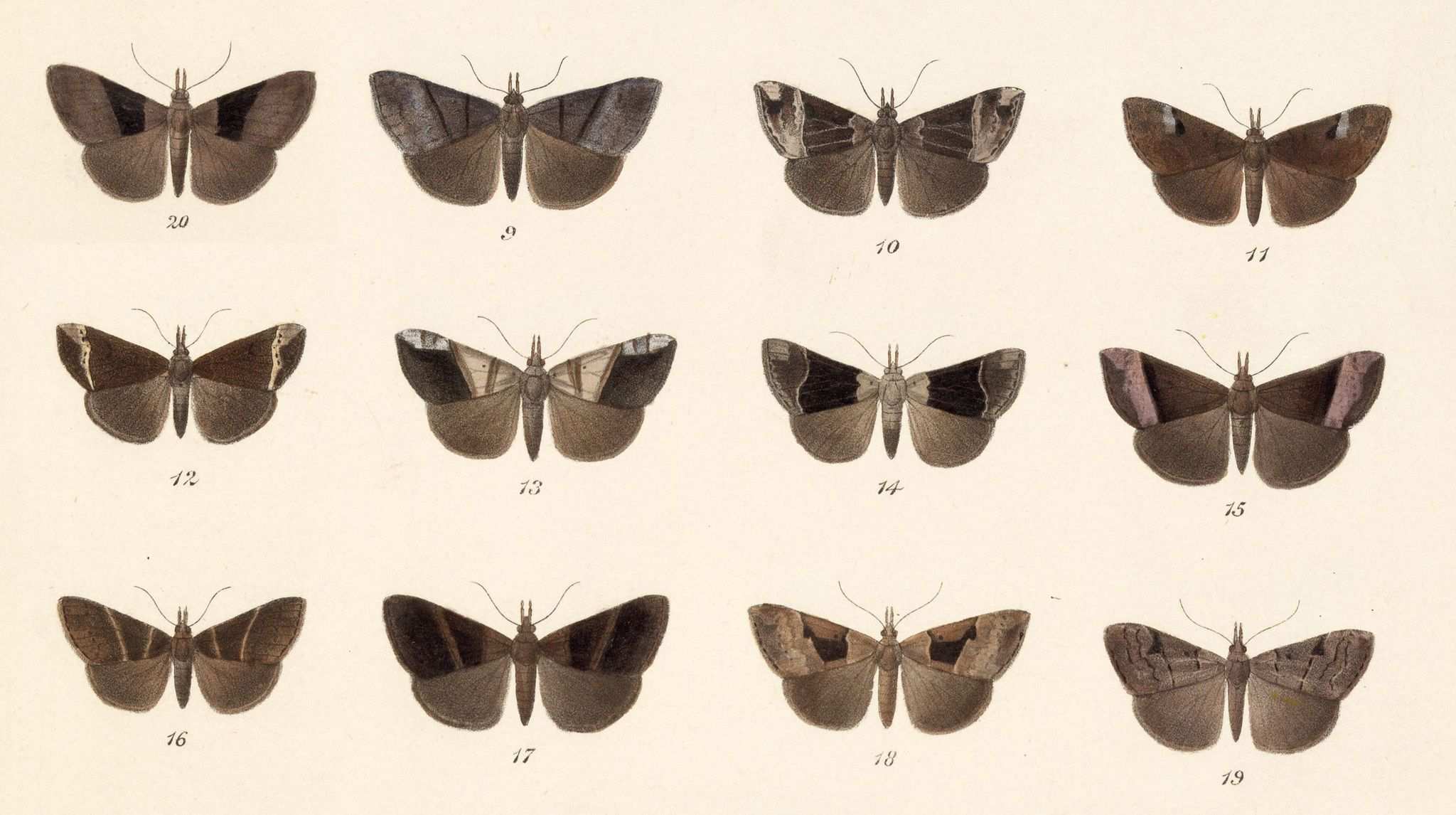 Hypena variabilis