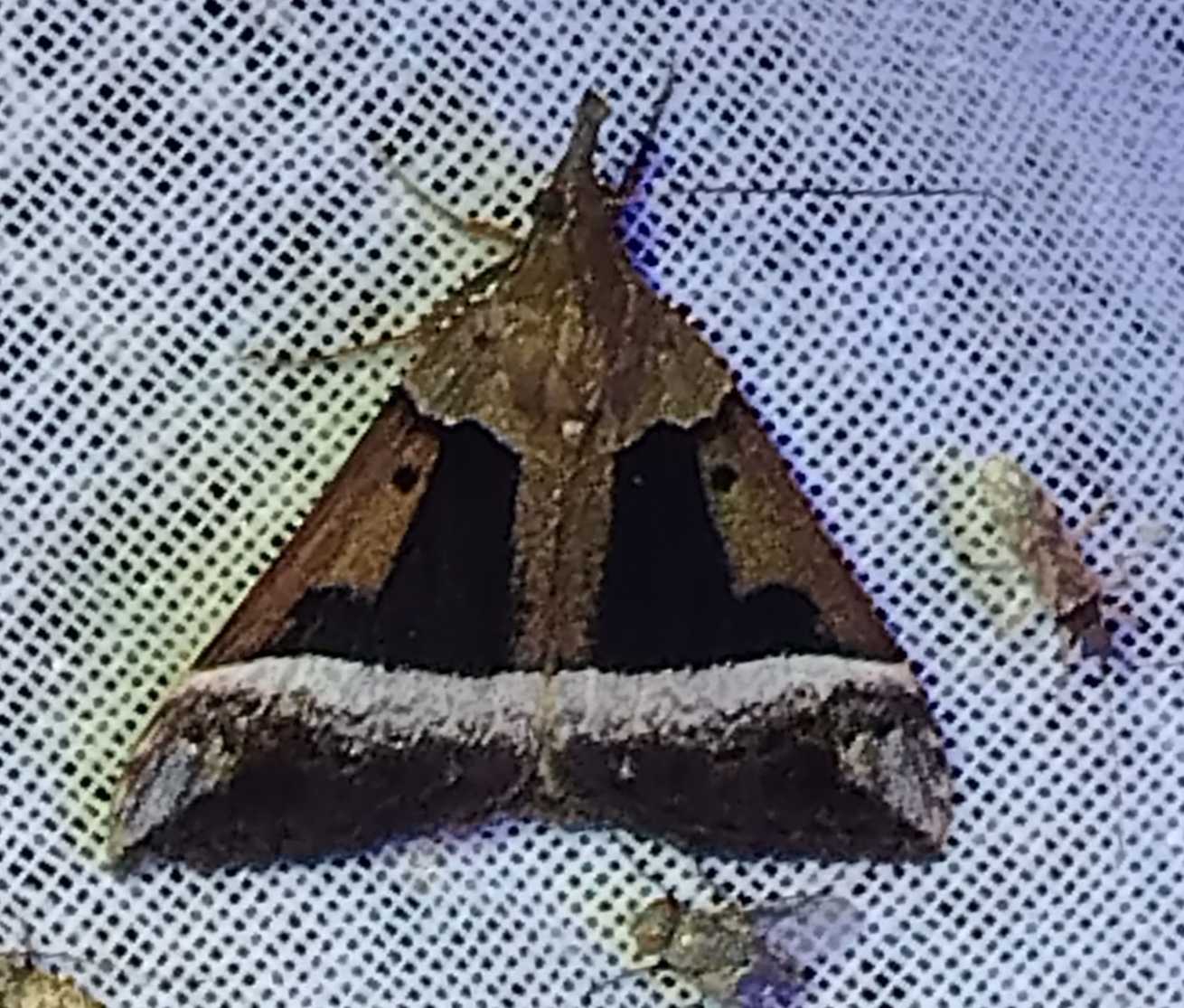 Hypena variabilis