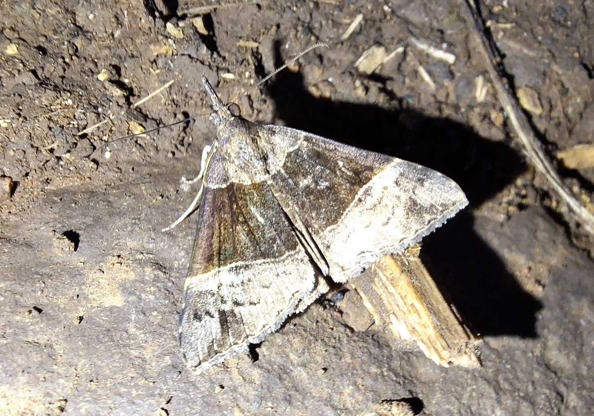 Hypena variabilis