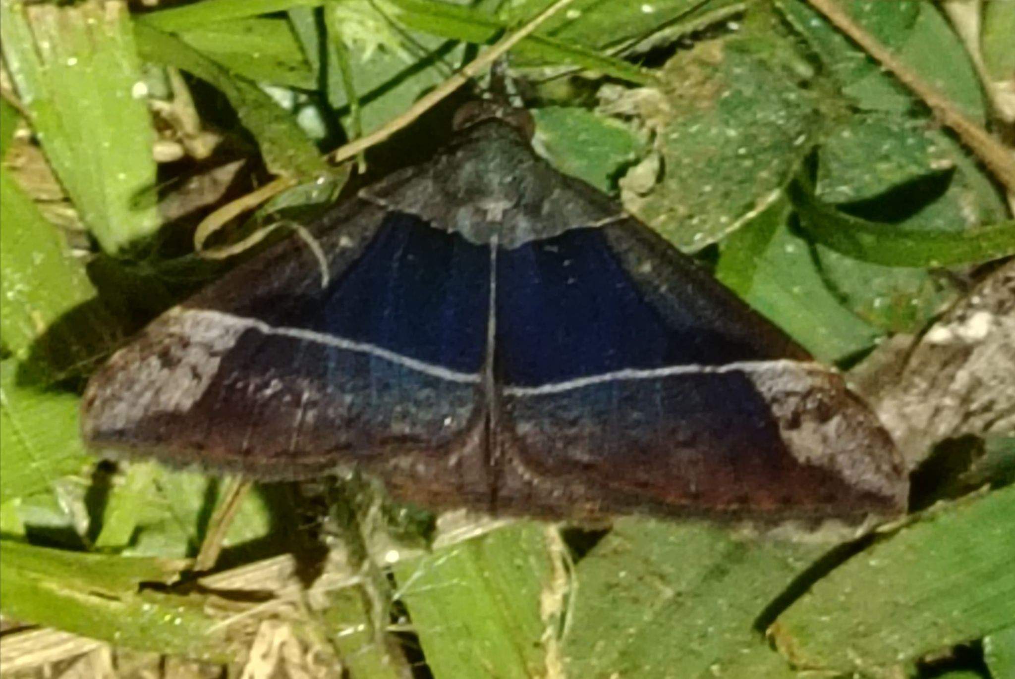 Hypena variabilis