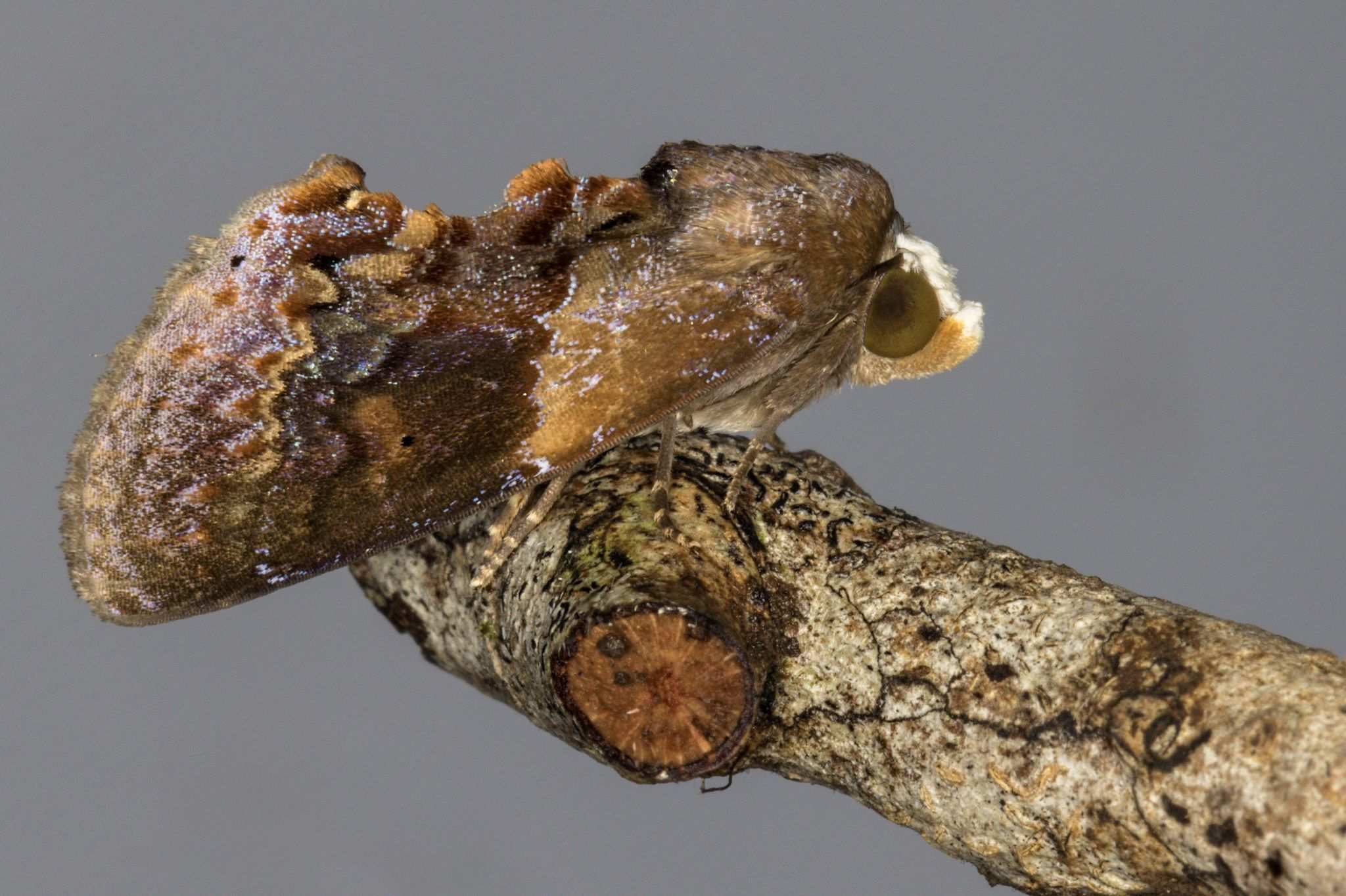 Gonodonta bidens