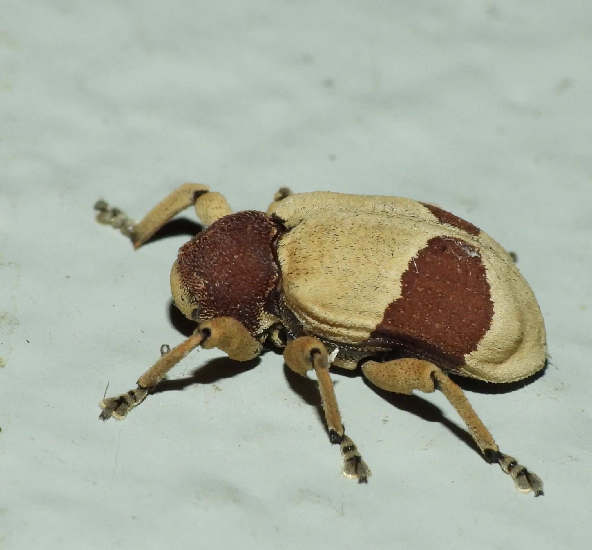 Rhinochenus