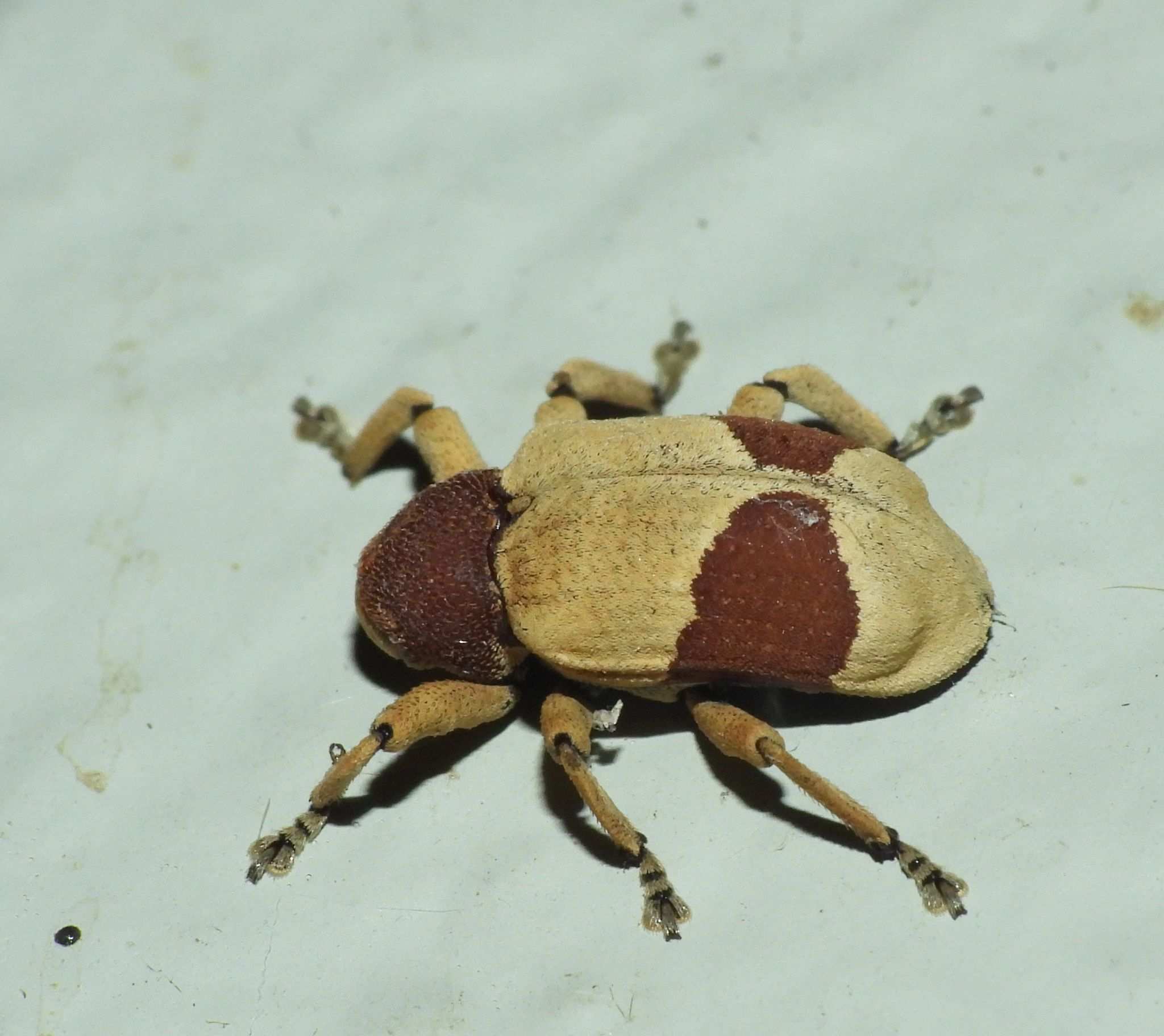 Rhinochenus