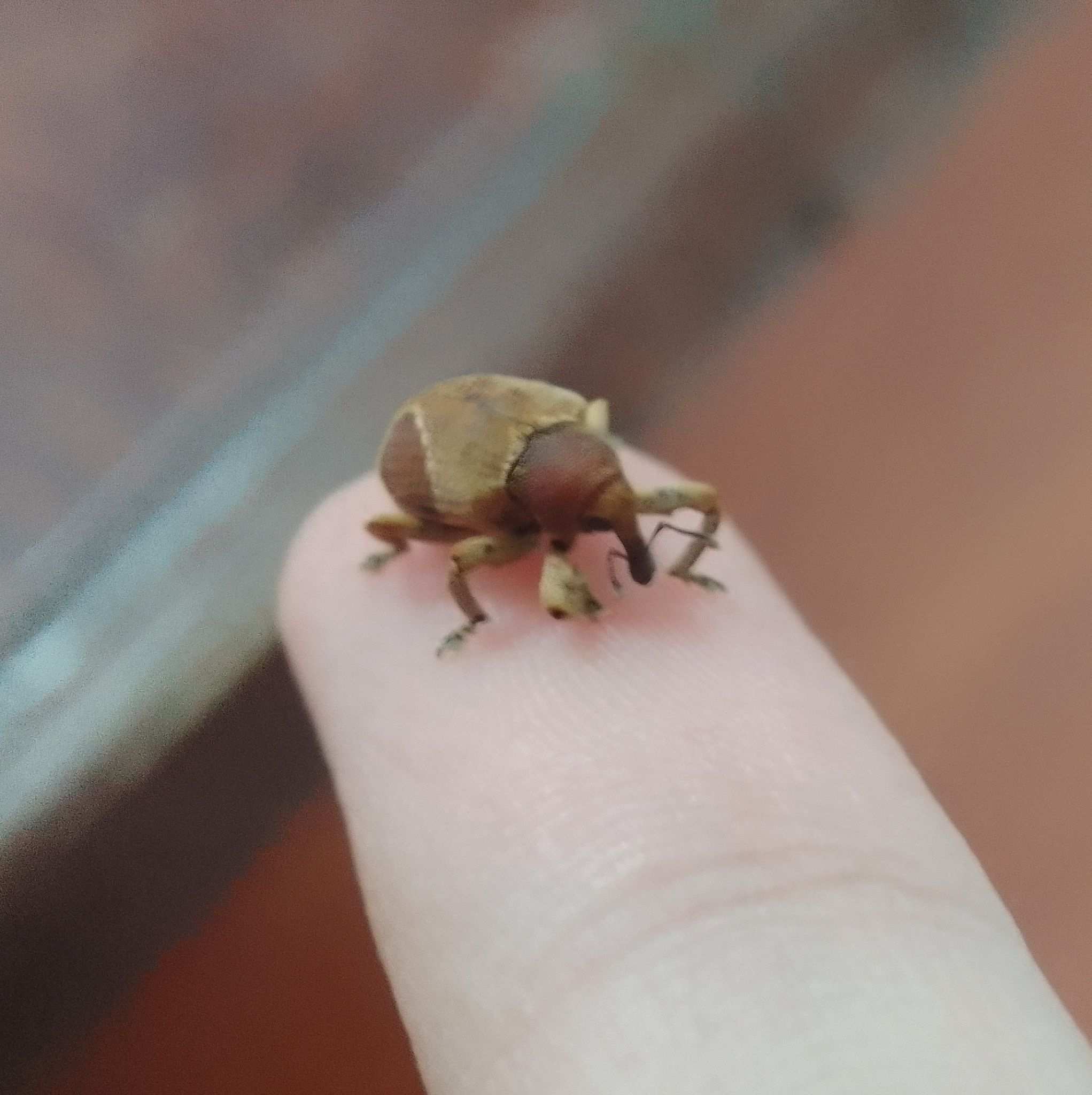 Rhinochenus