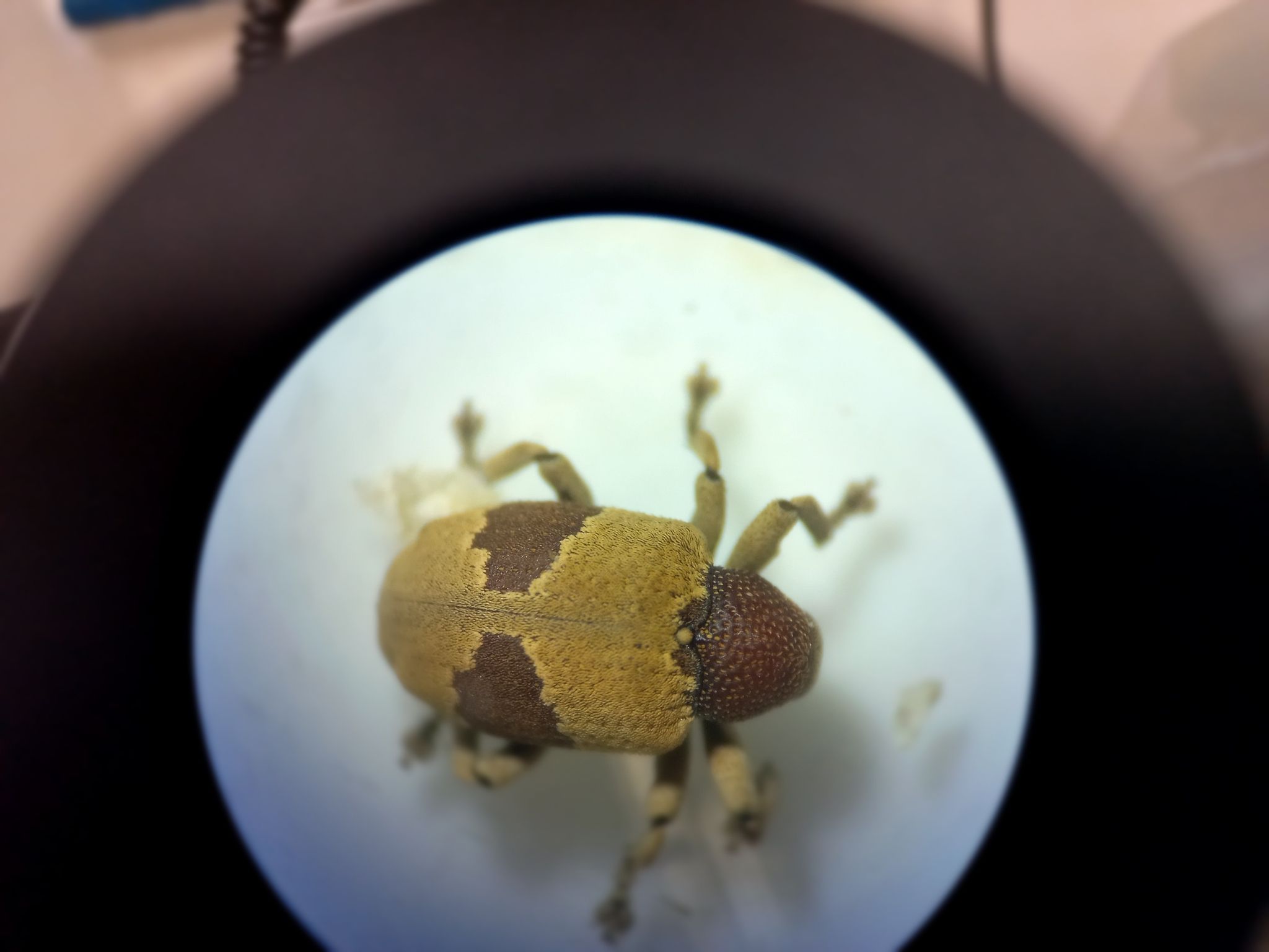 Rhinochenus
