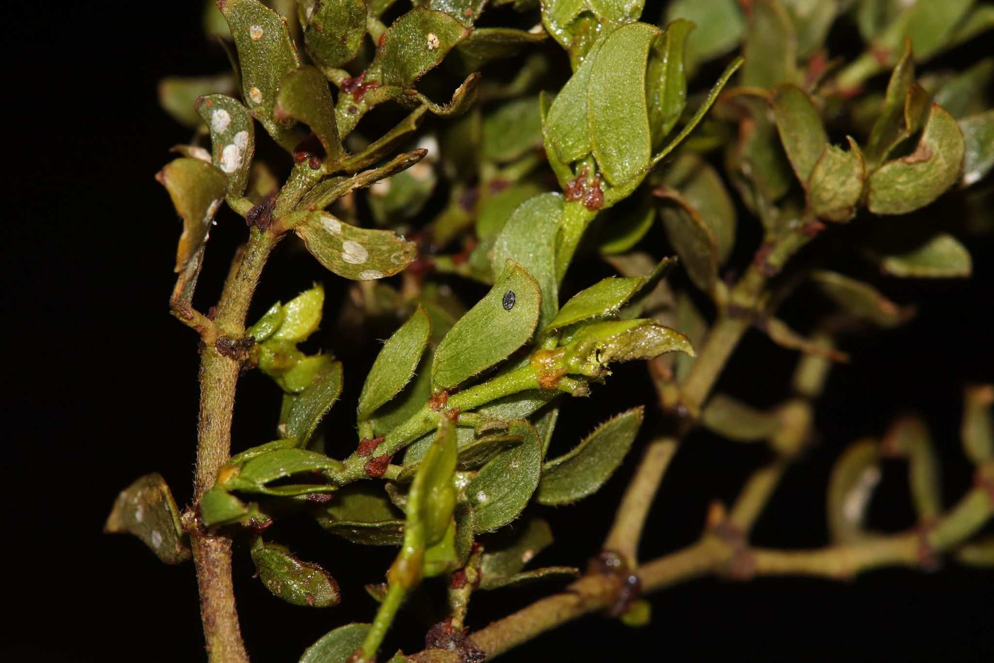 Aleuropleurocelus