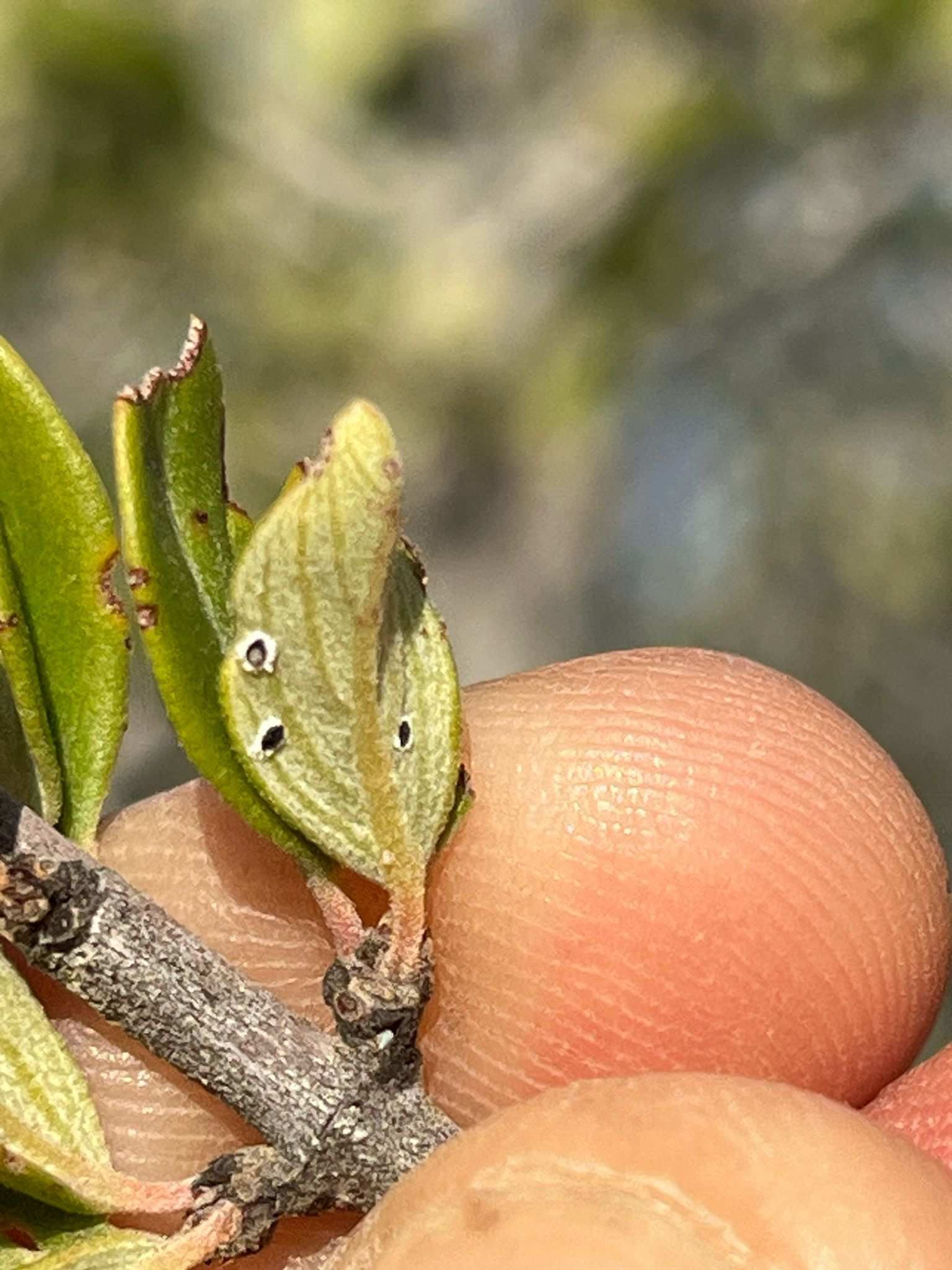 Aleuropleurocelus