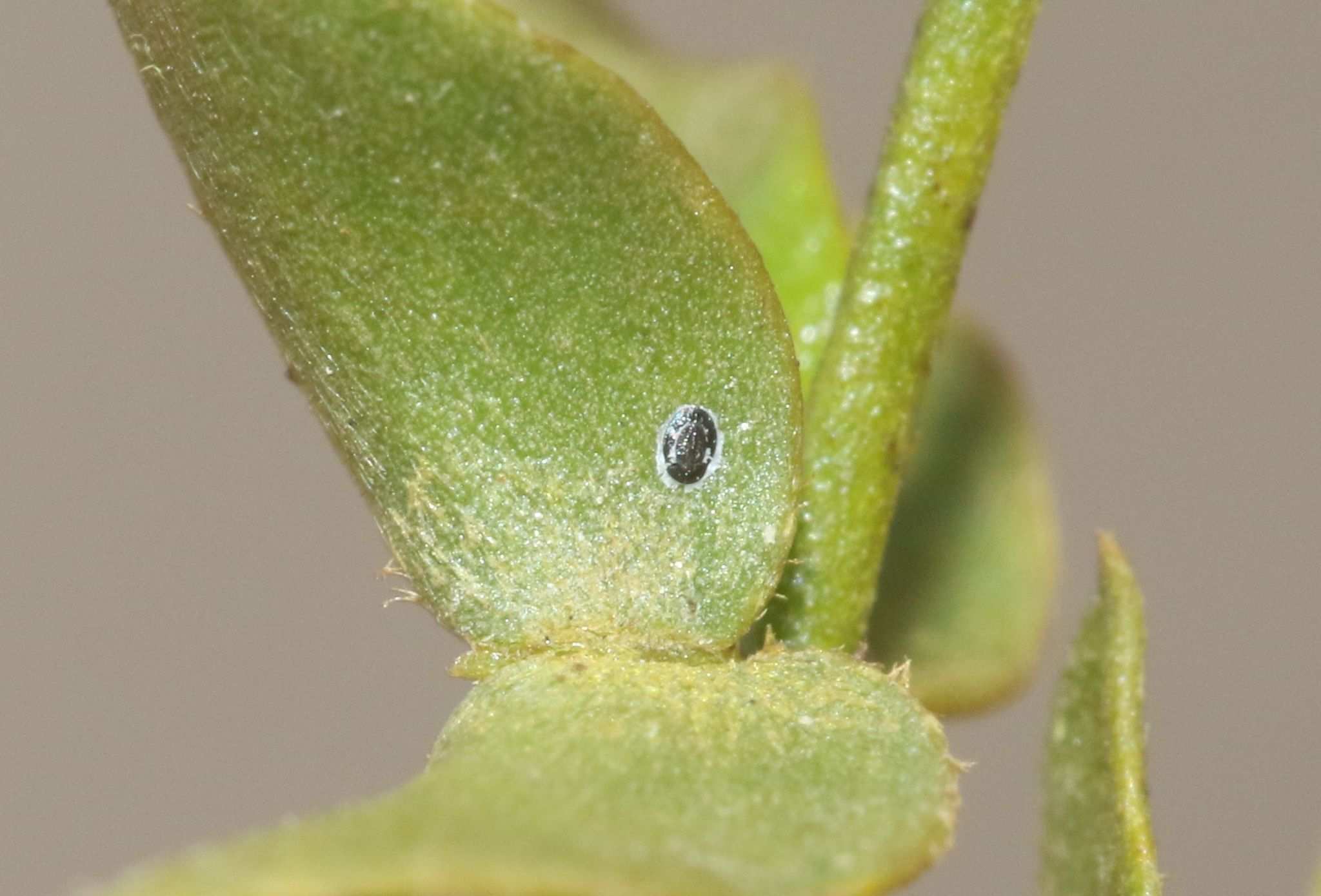 Aleuropleurocelus