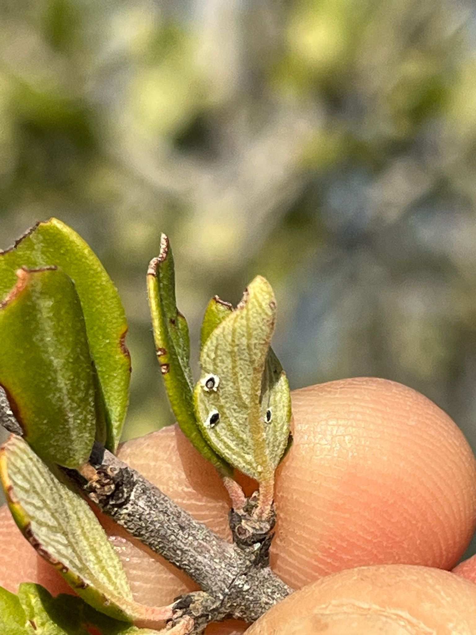 Aleuropleurocelus