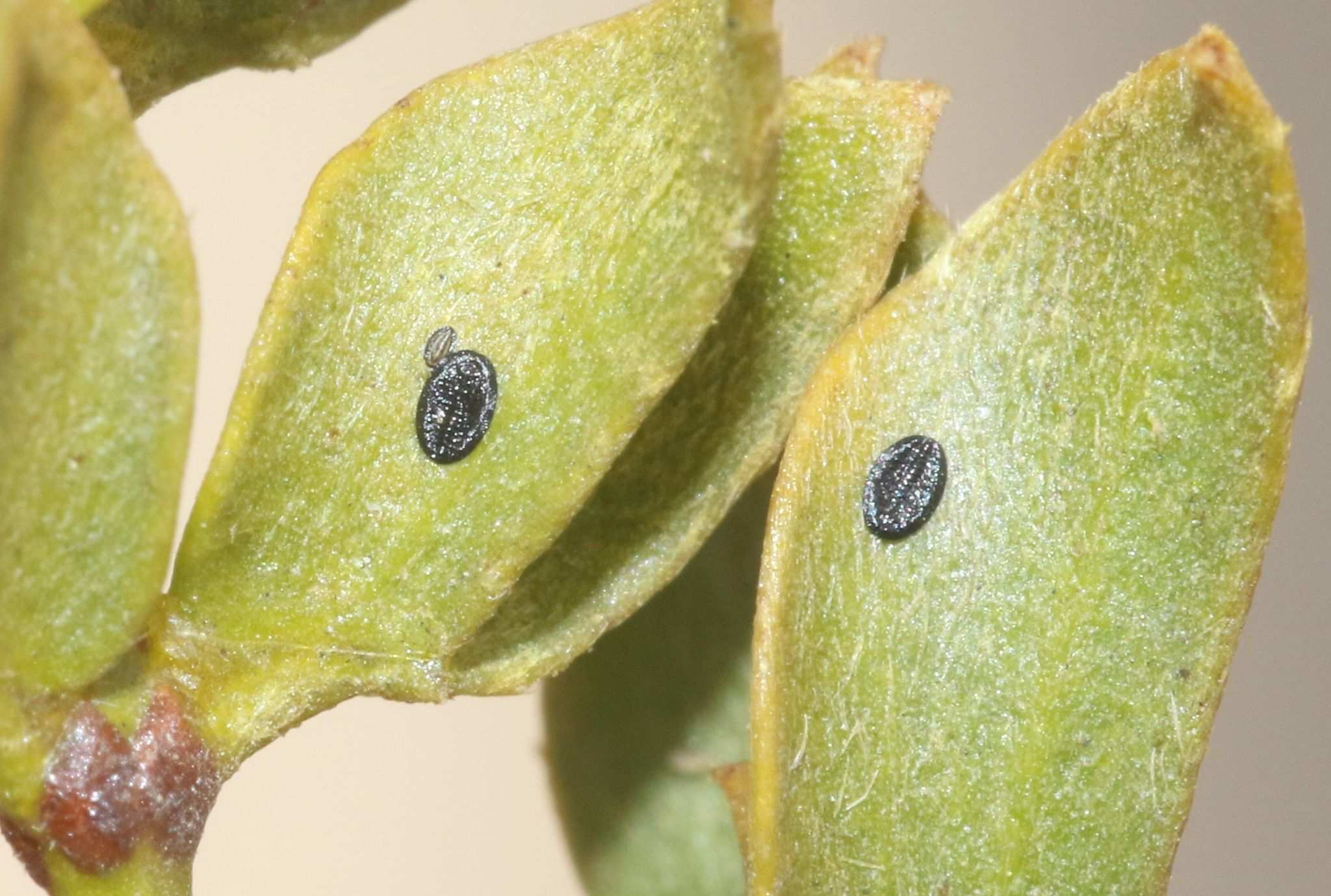 Aleuropleurocelus