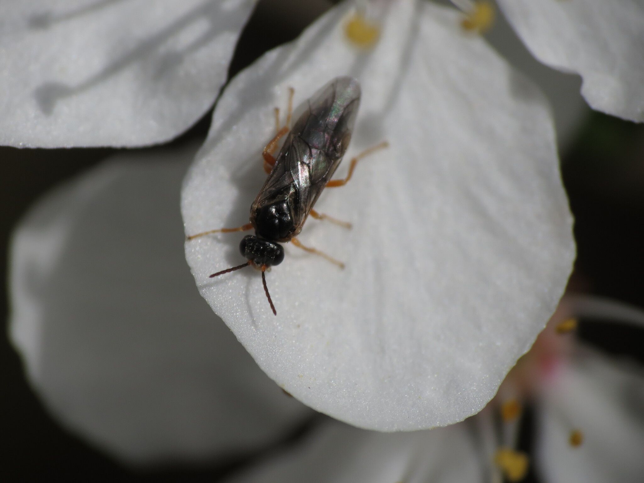 Hoplocampa fulvicornis