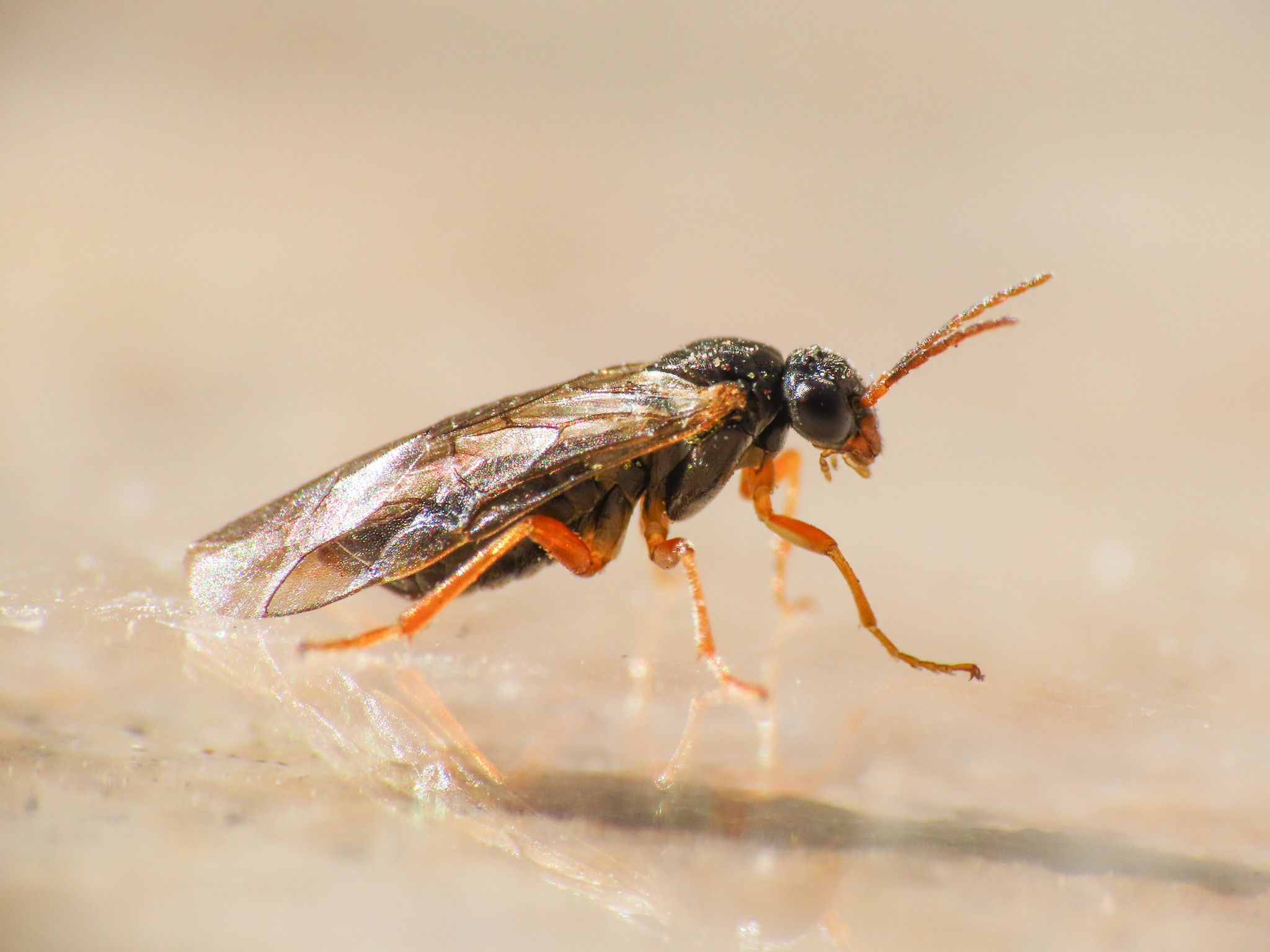 Hoplocampa fulvicornis