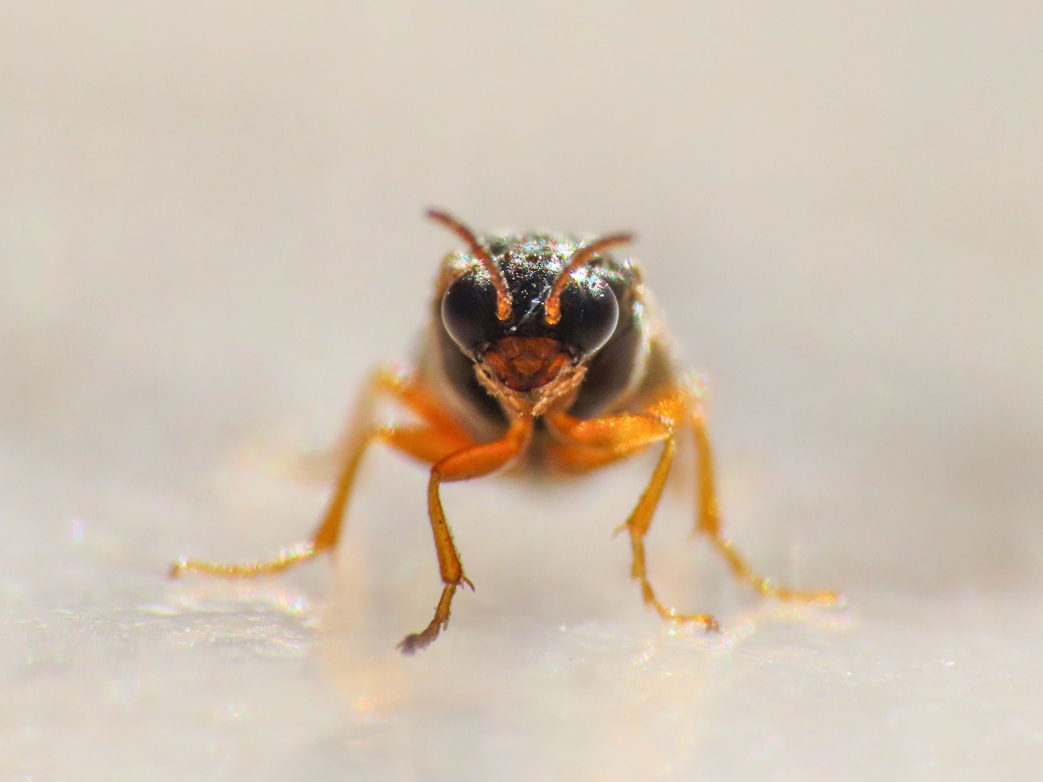 Hoplocampa fulvicornis
