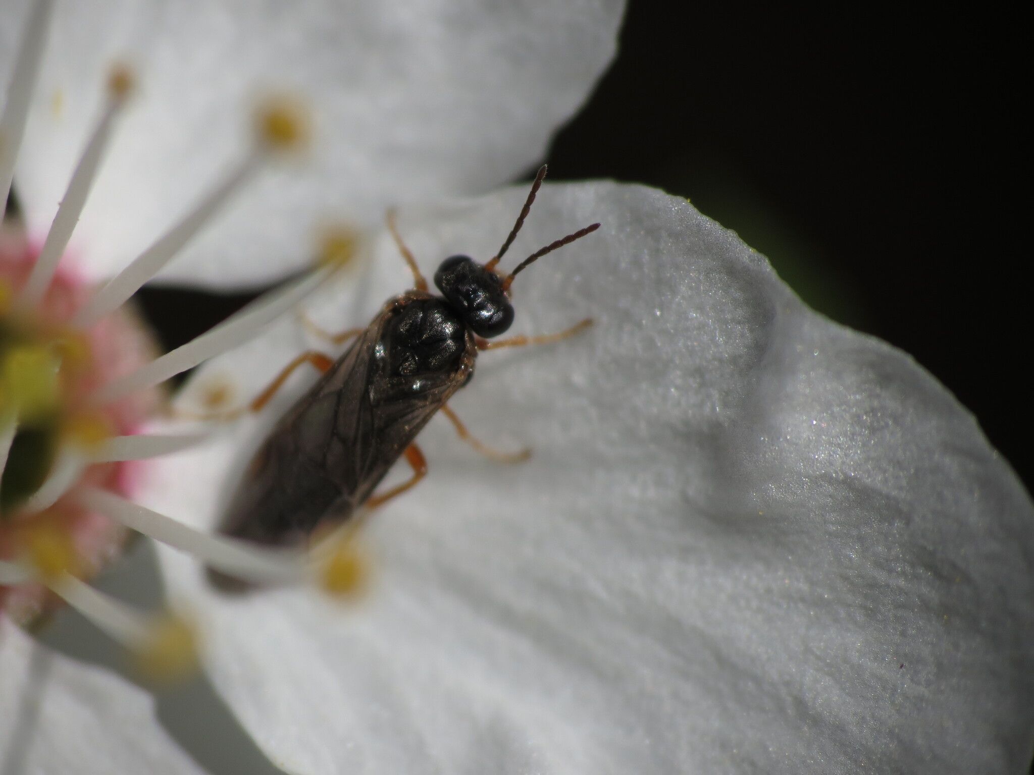 Hoplocampa fulvicornis