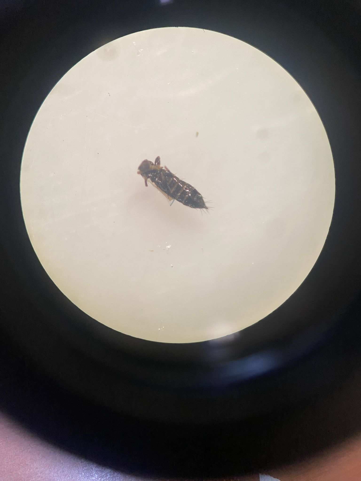 Megalurothrips usitatus