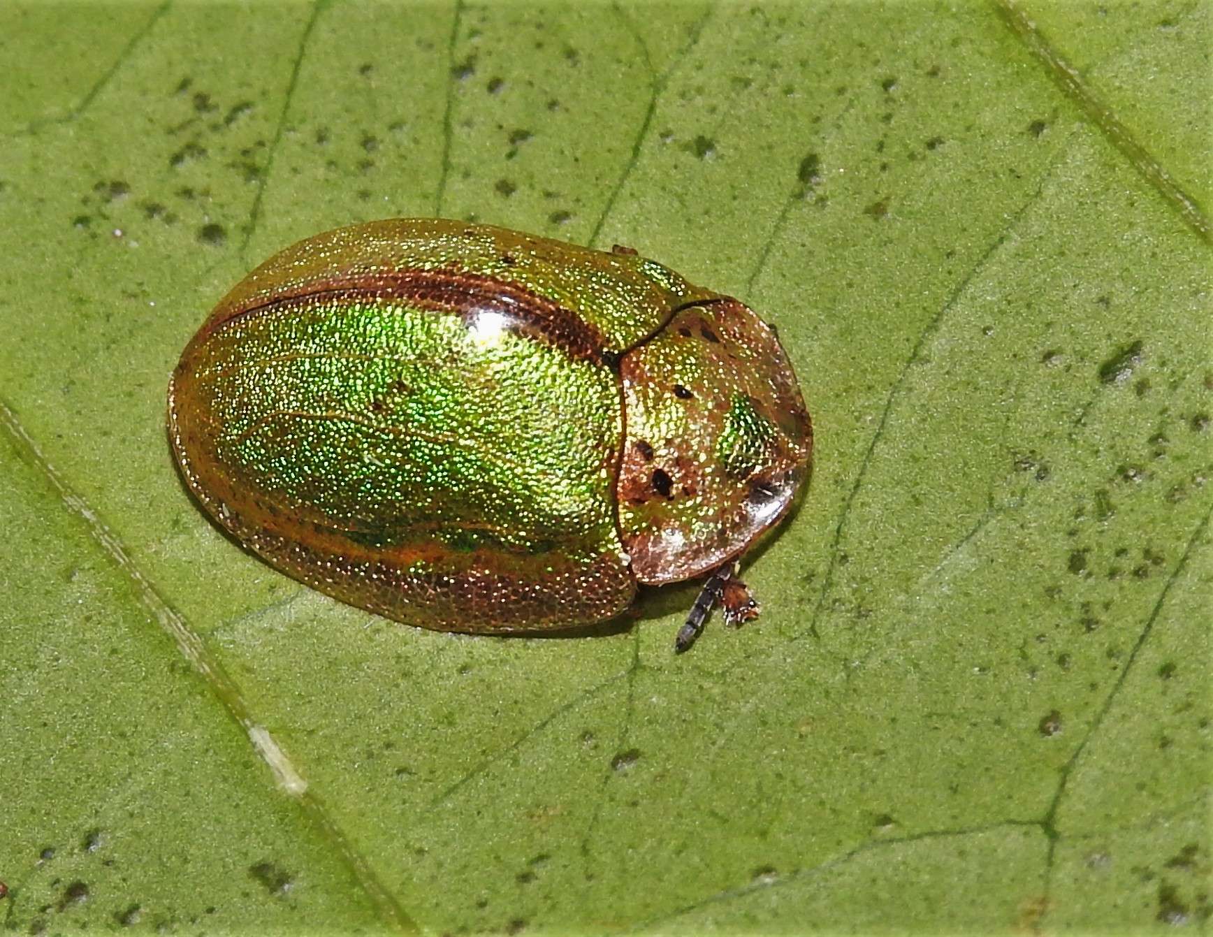 Physonota