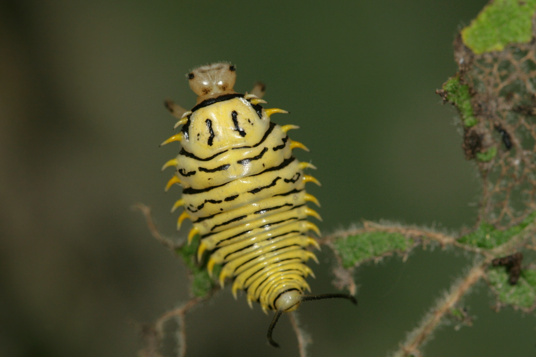 Physonota
